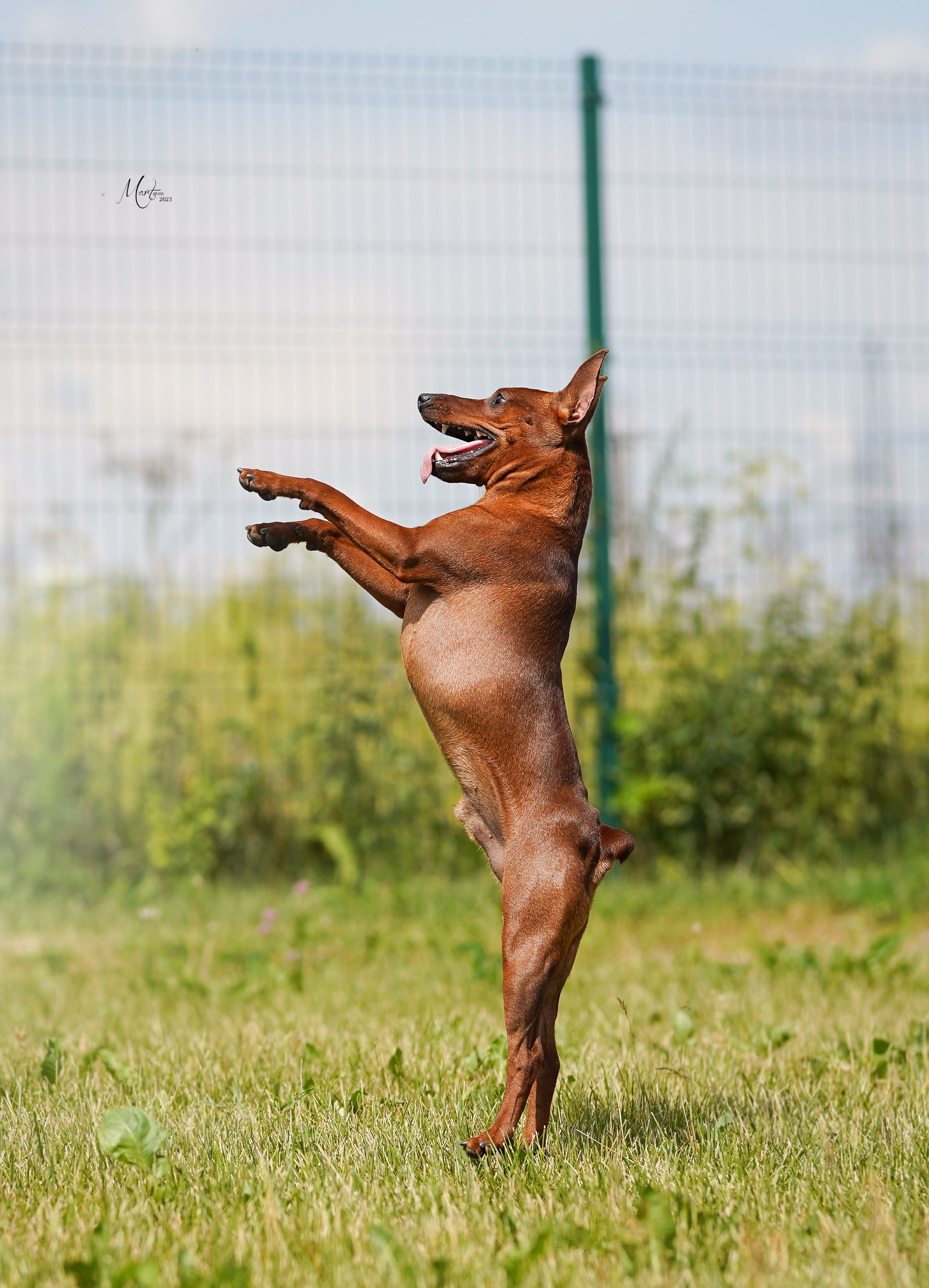 Выставки 2023. Фотограф-анималист в Санкт-Петербурге Яна Мартынова