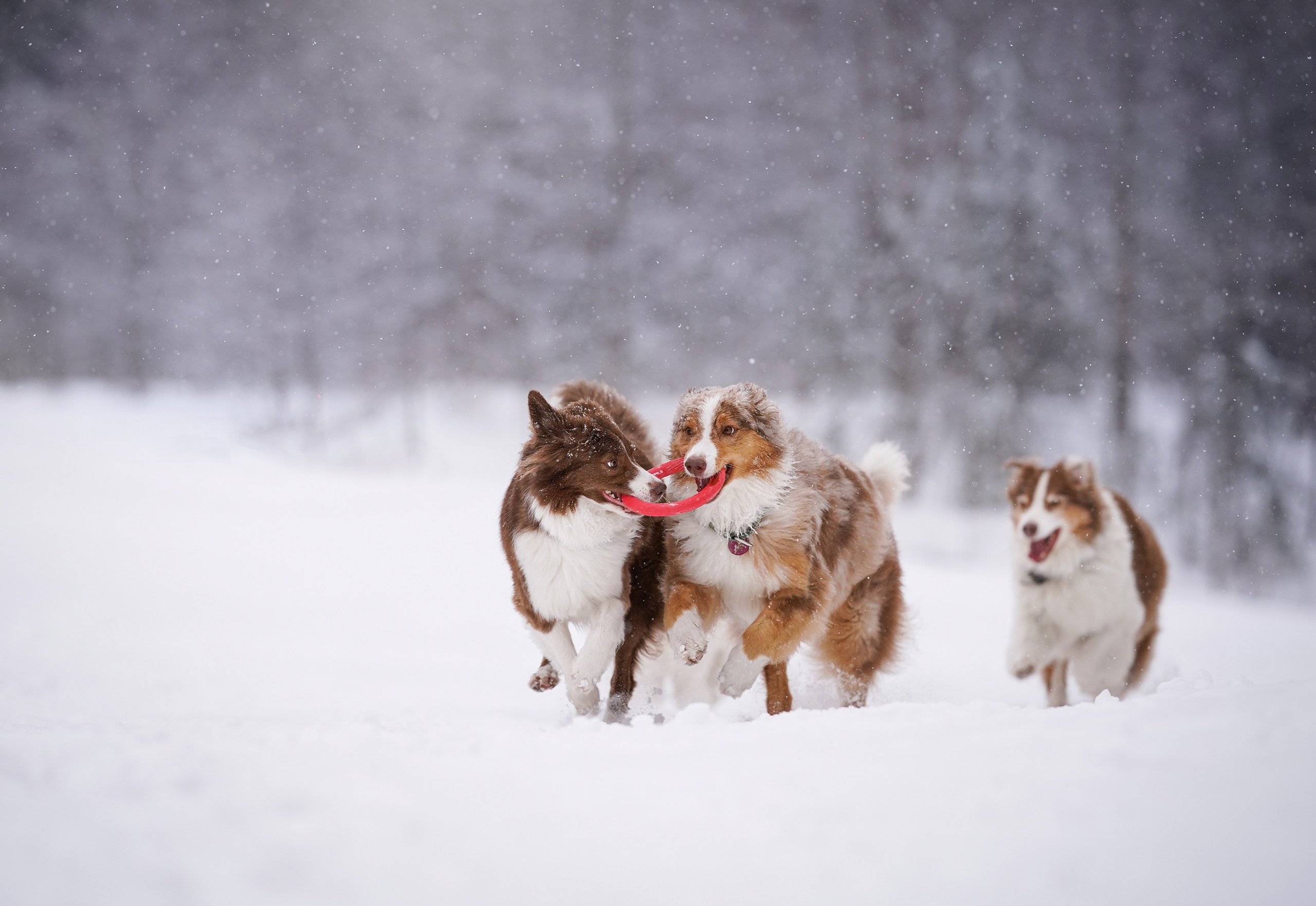 Красно-рыжая банда. Фотограф-анималист в Санкт-Петербурге Яна Мартынова