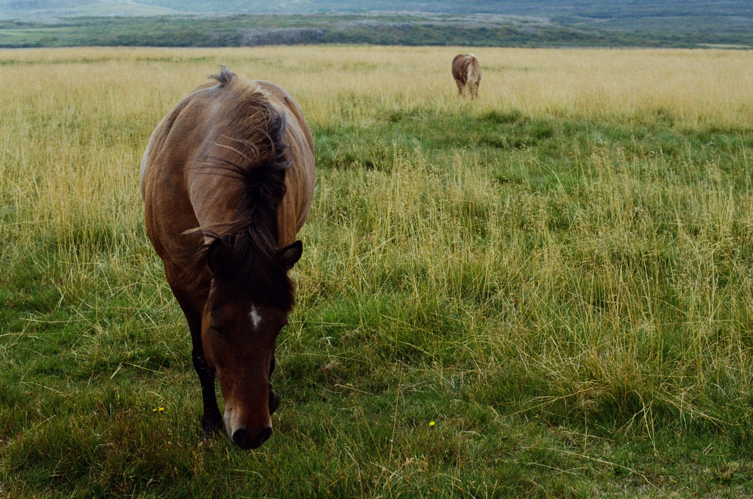 Bloodline // iceland. EVER EXPOSED