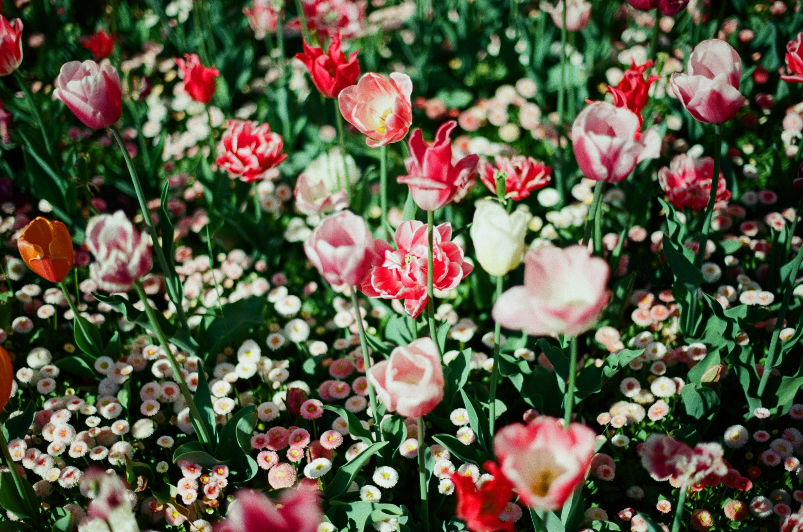 Follow you // ukraine, crimea V. EVER EXPOSED