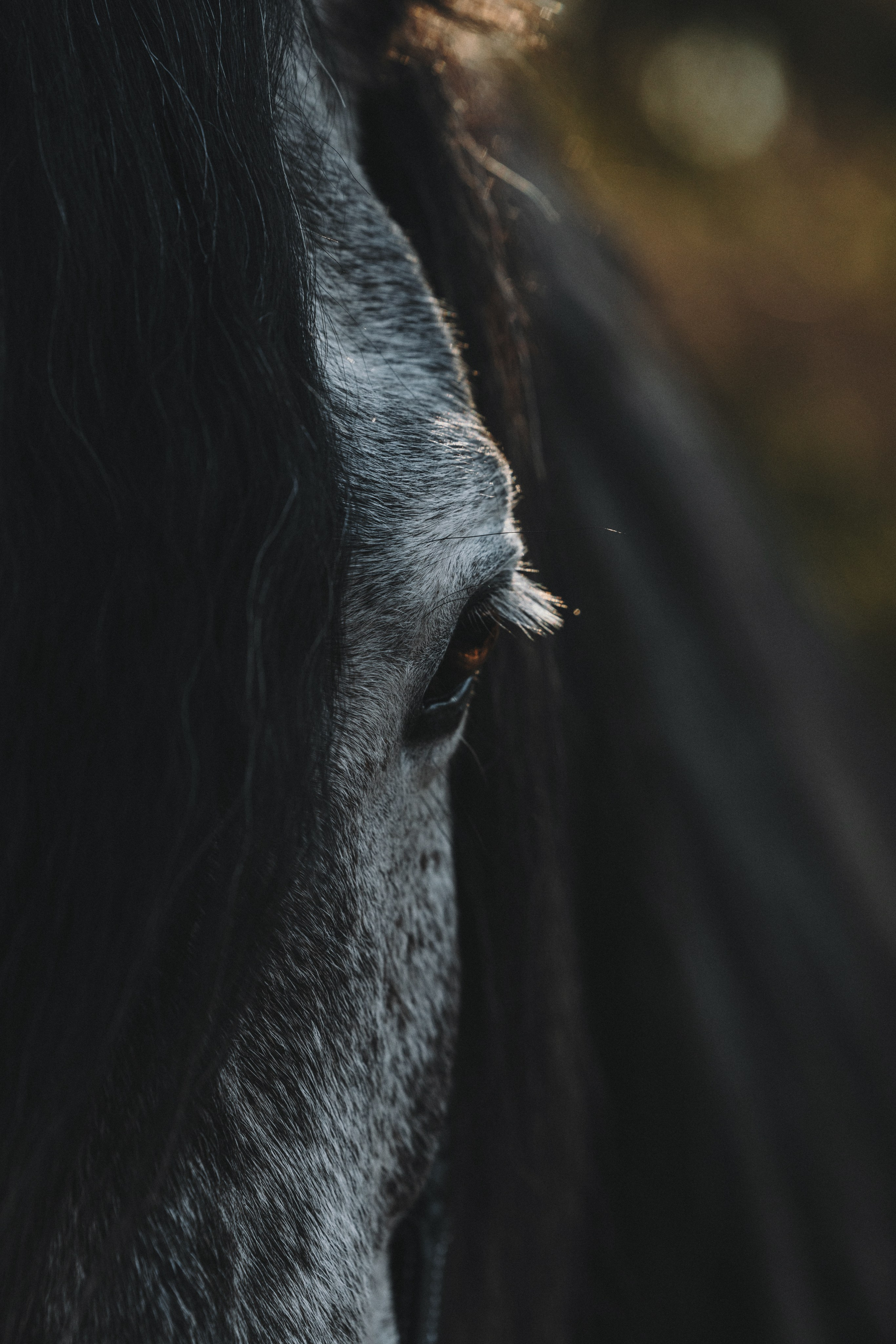 Ирина и Командор. Фотограф анималист Осипчикова Мария