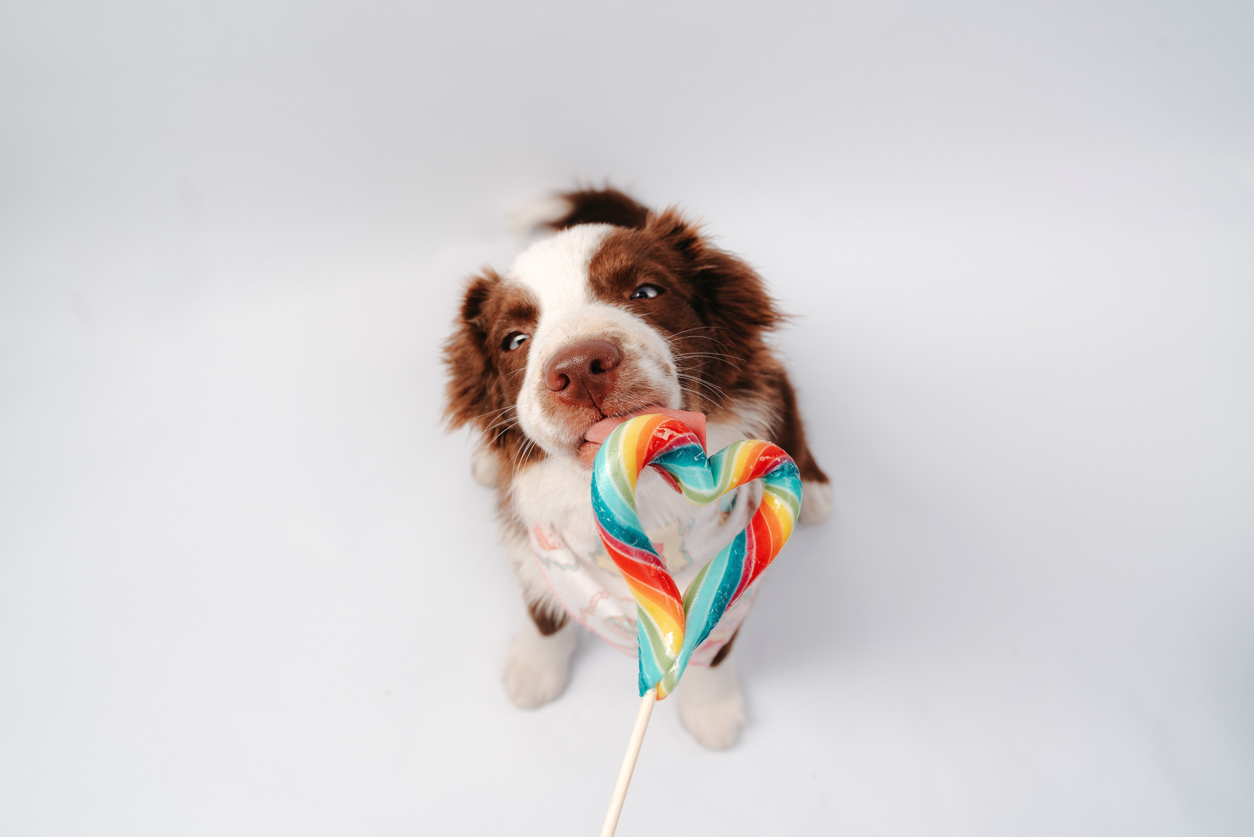 Миниаусси Дайс. Фотограф анималист Осипчикова Мария