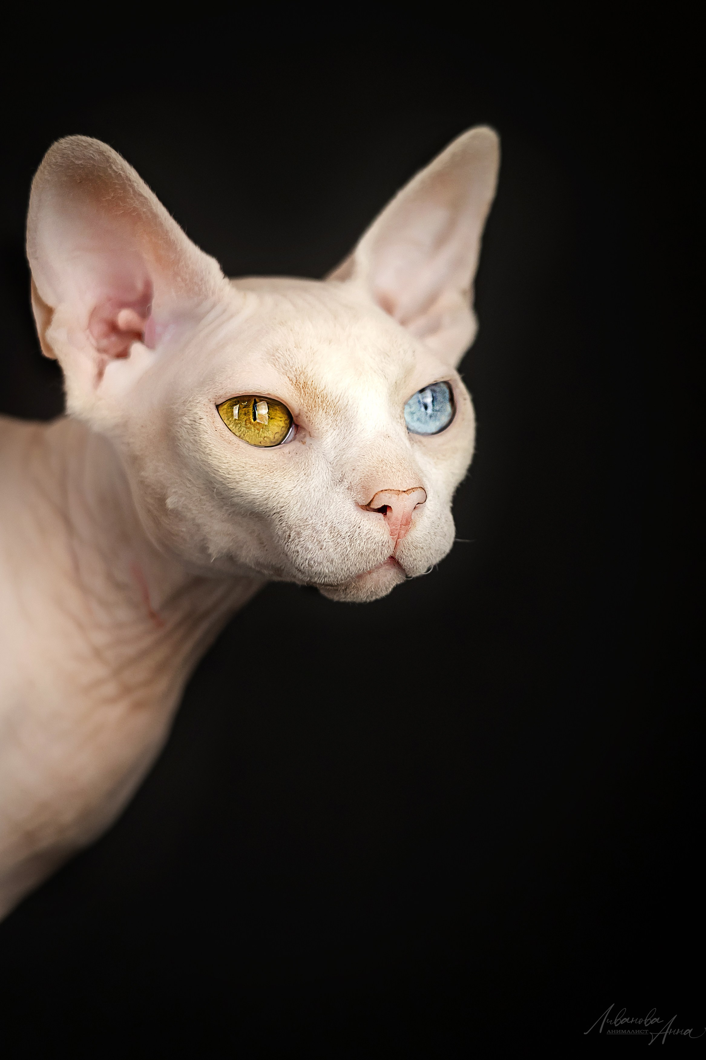 Сфинксы. Фотограф анималист Аня Ливанова | Рыбинск