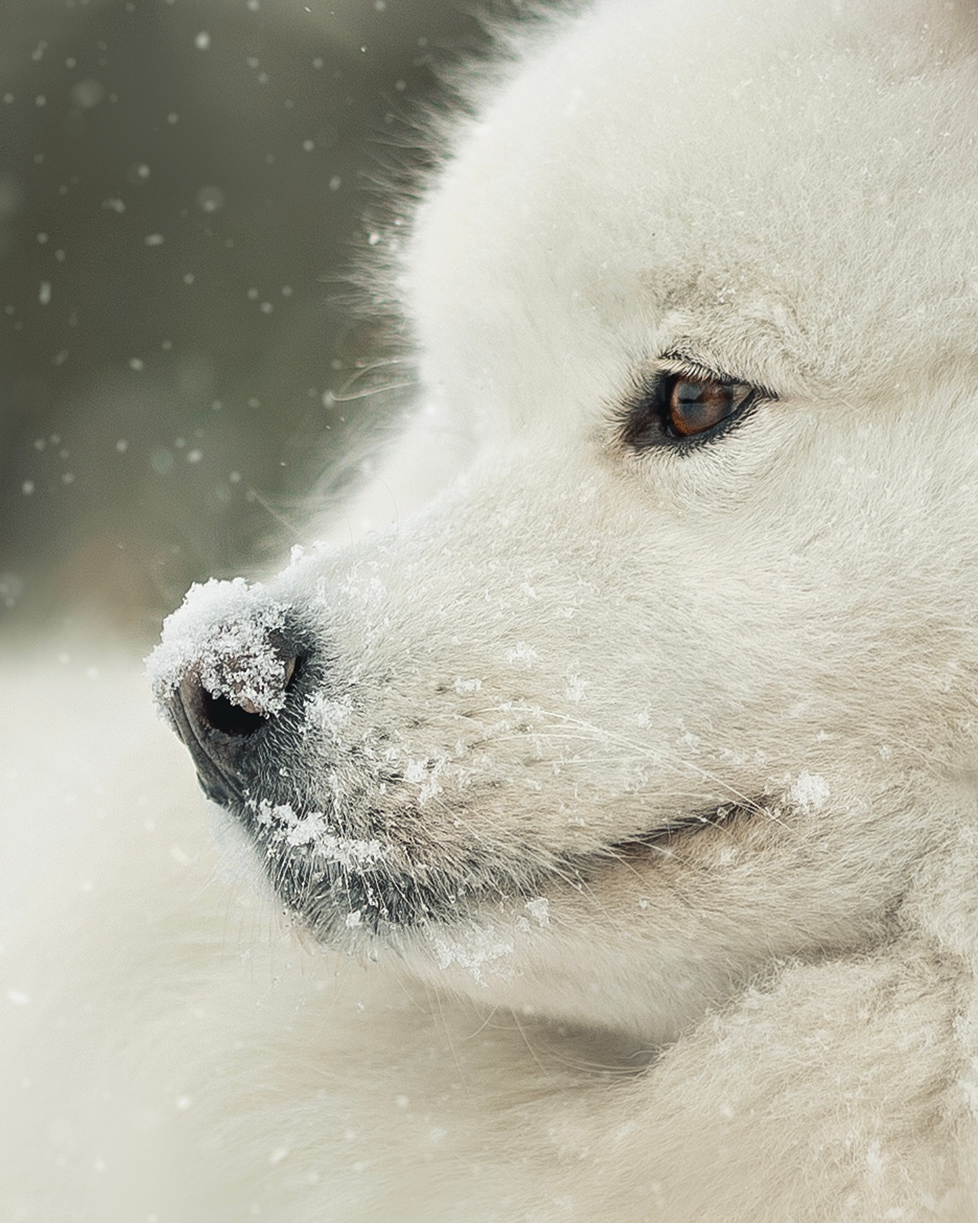Фото собак, животных зимой. Фотограф анималист в Москве Майорова Евгения