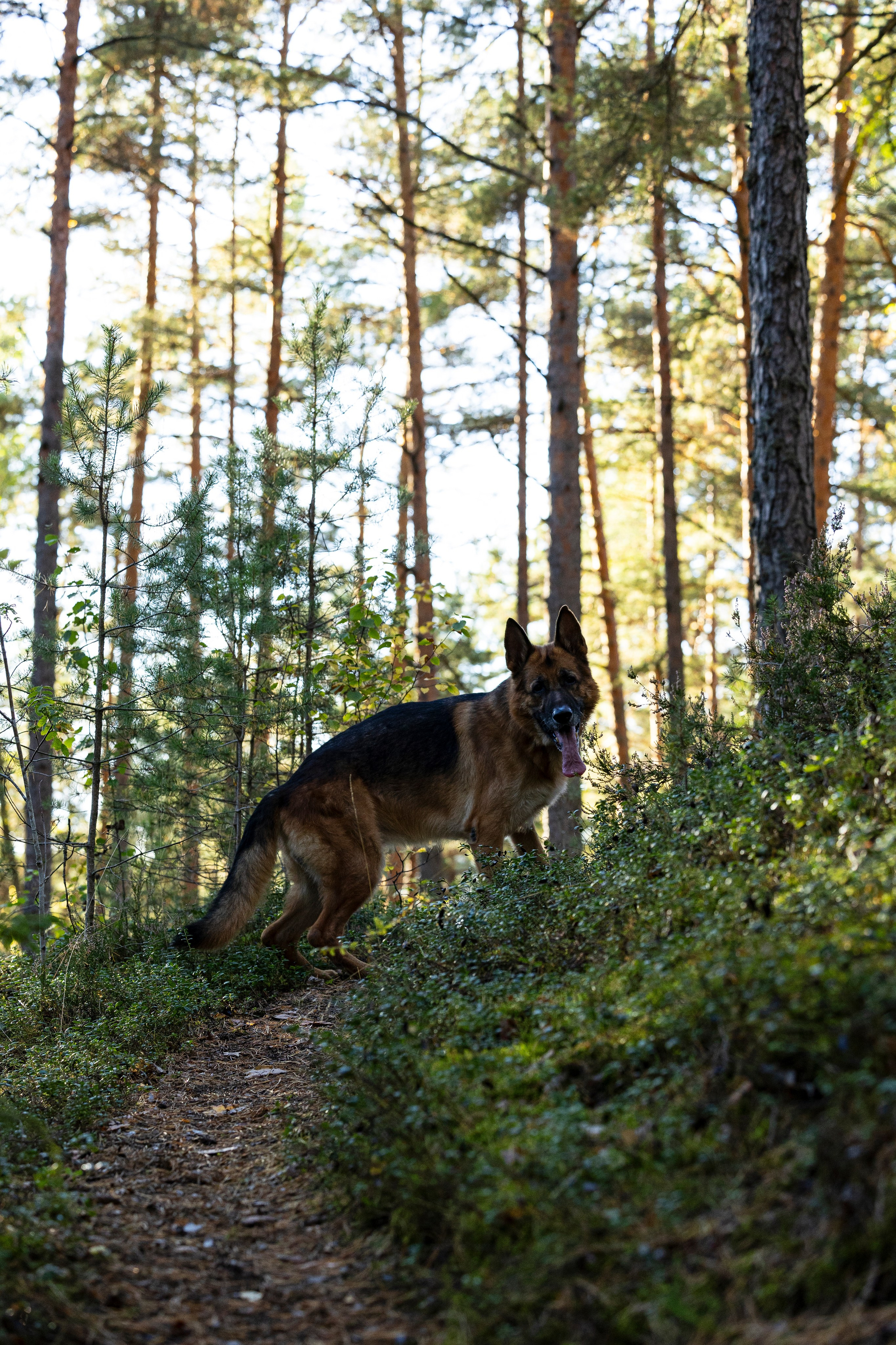 Гаруда и Рейн. Фотограф-анималист Анна Маринич