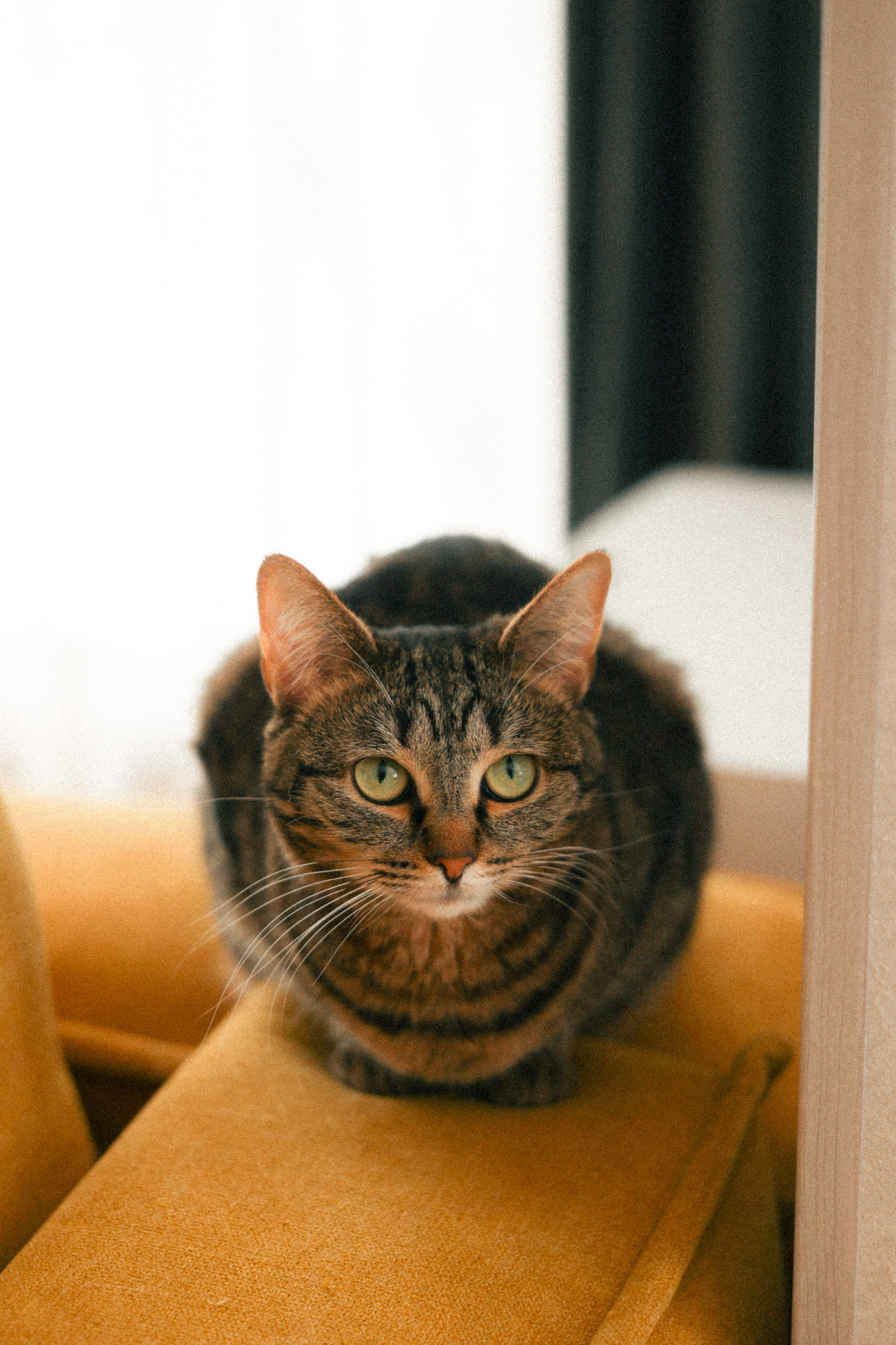 Марьям и Серафим. Фотограф НатаФото (Наталья Яковенко) Дмитров Москва Питер