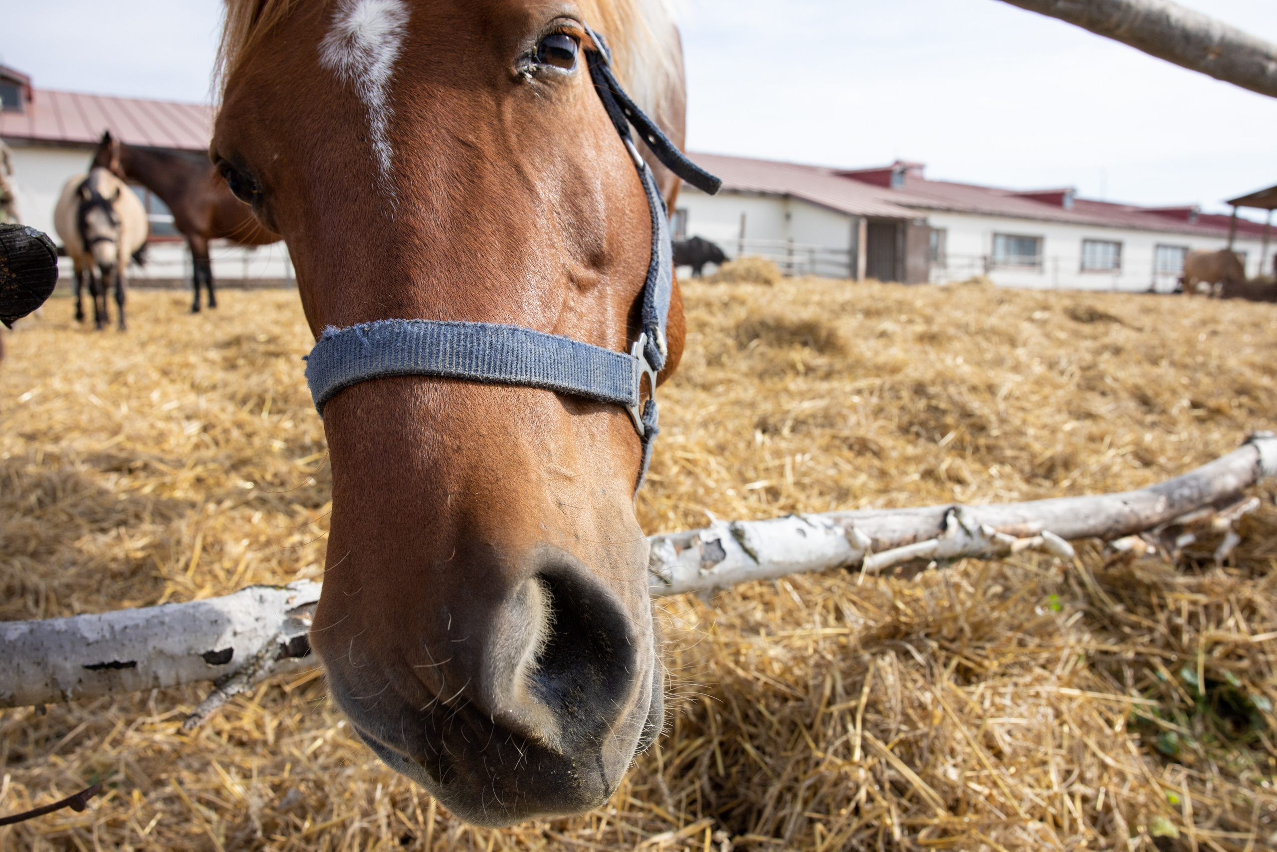 Поездка на поле Кулеково. Фотограф в Туле Крупский АнДРей. Фотостудия «КАДР71» в Туле