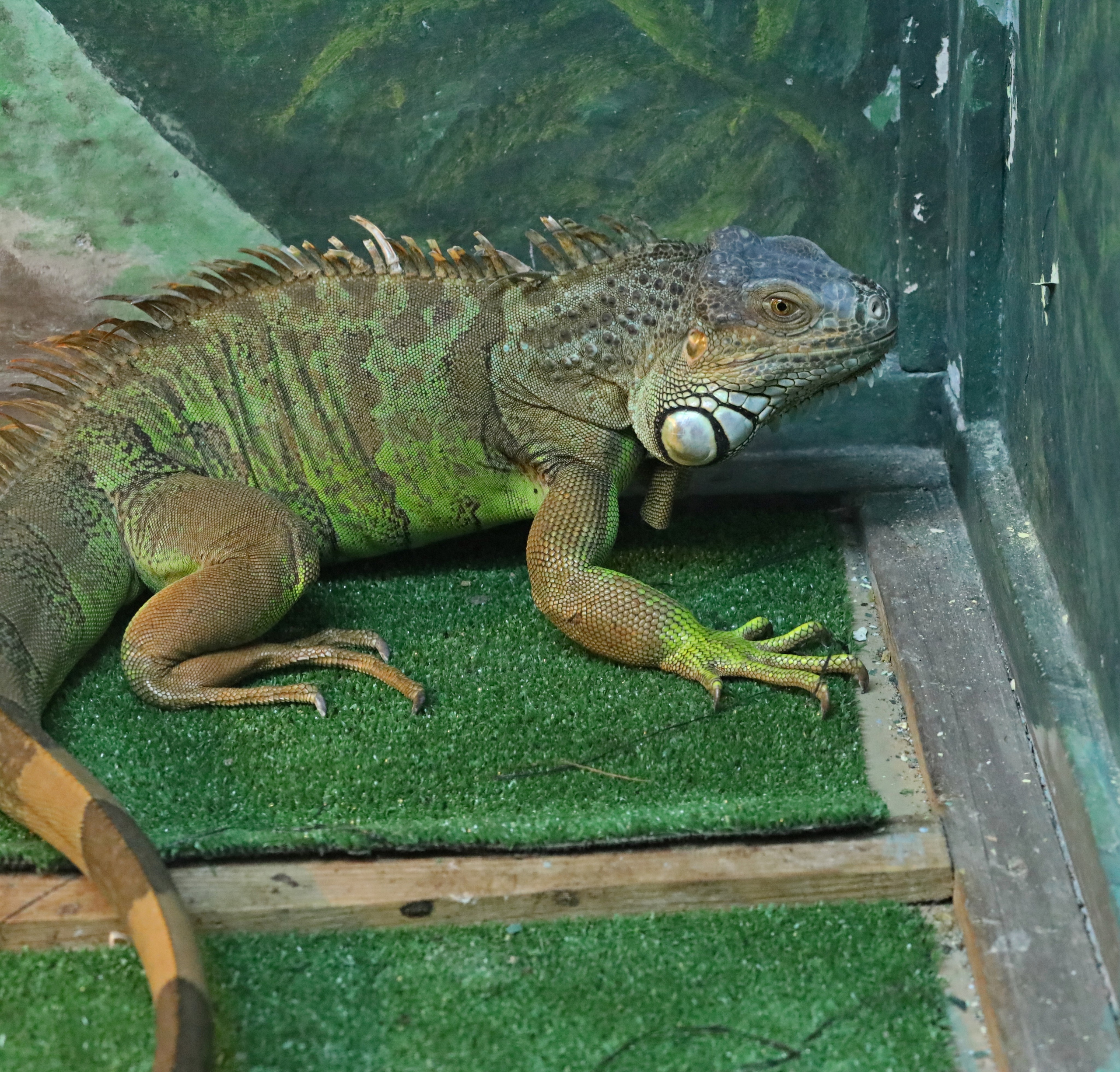 Ростовский зоопарк. Фото-художник и Репортажный фотограф Николаев Александр Алексеевич