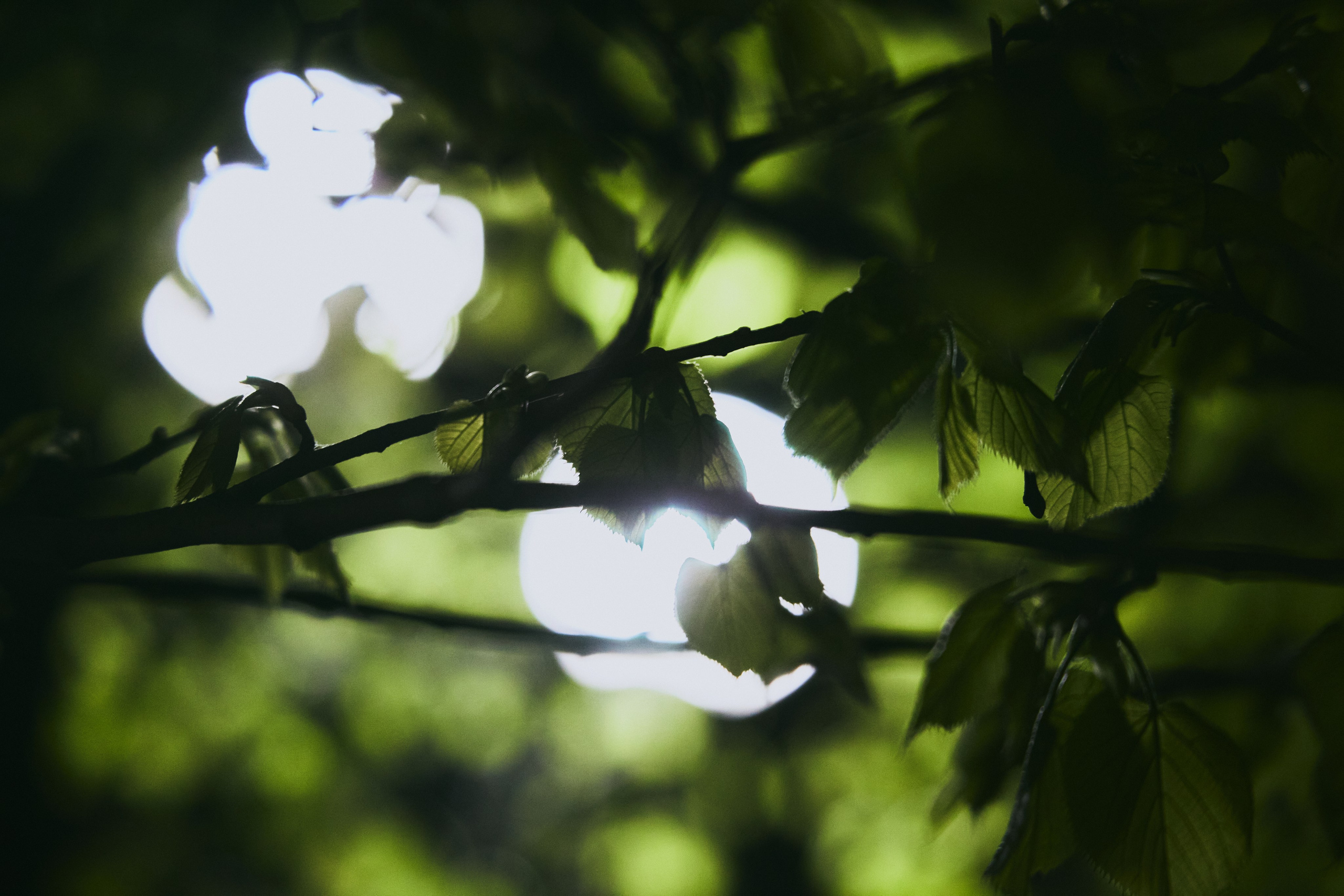 Природа. Фотограф в Ростове-на-Дону Ника Обида