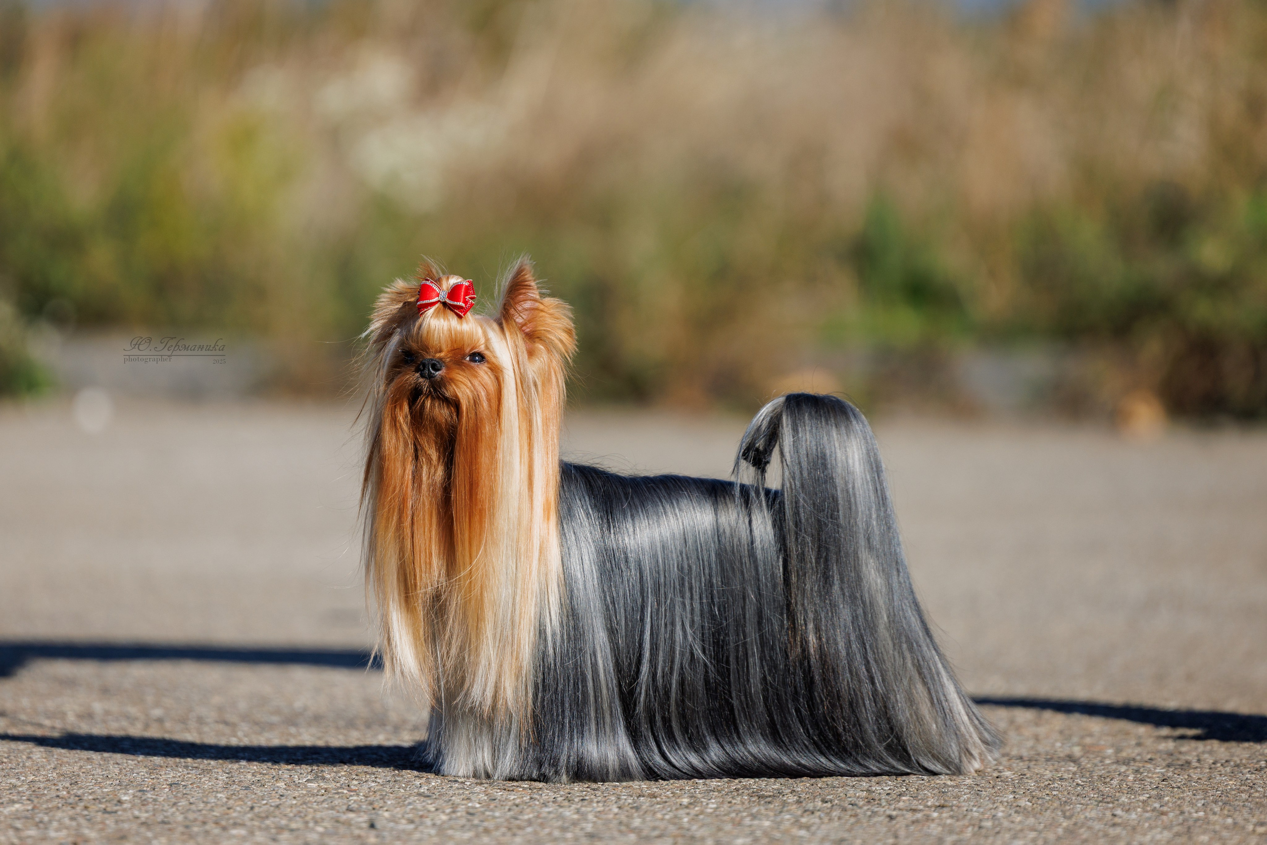 Телави 11-12.10.2025. Фотограф-анималист Юлия Германика