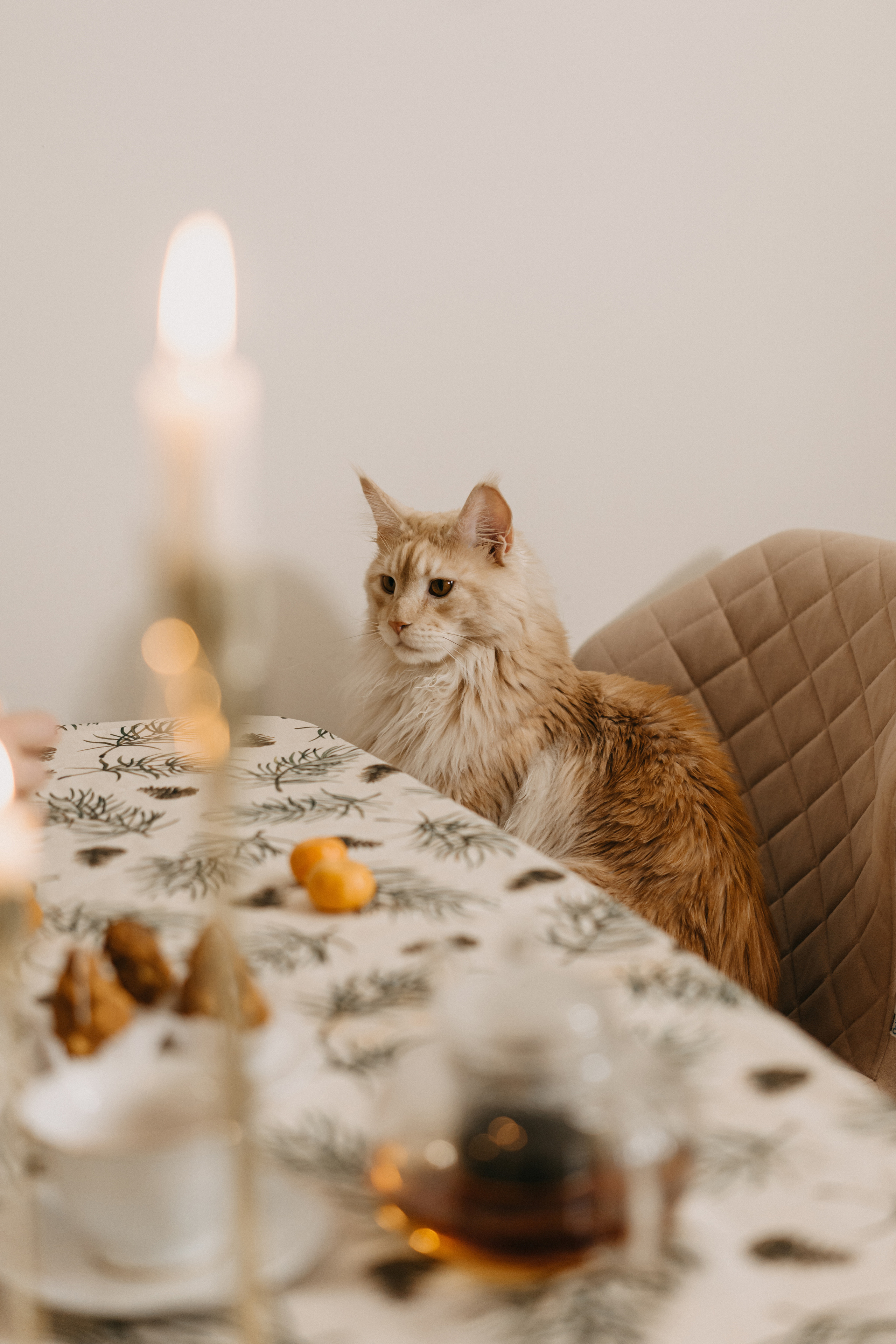 Рождественский вечер. Фотограф Контузорова Ольга