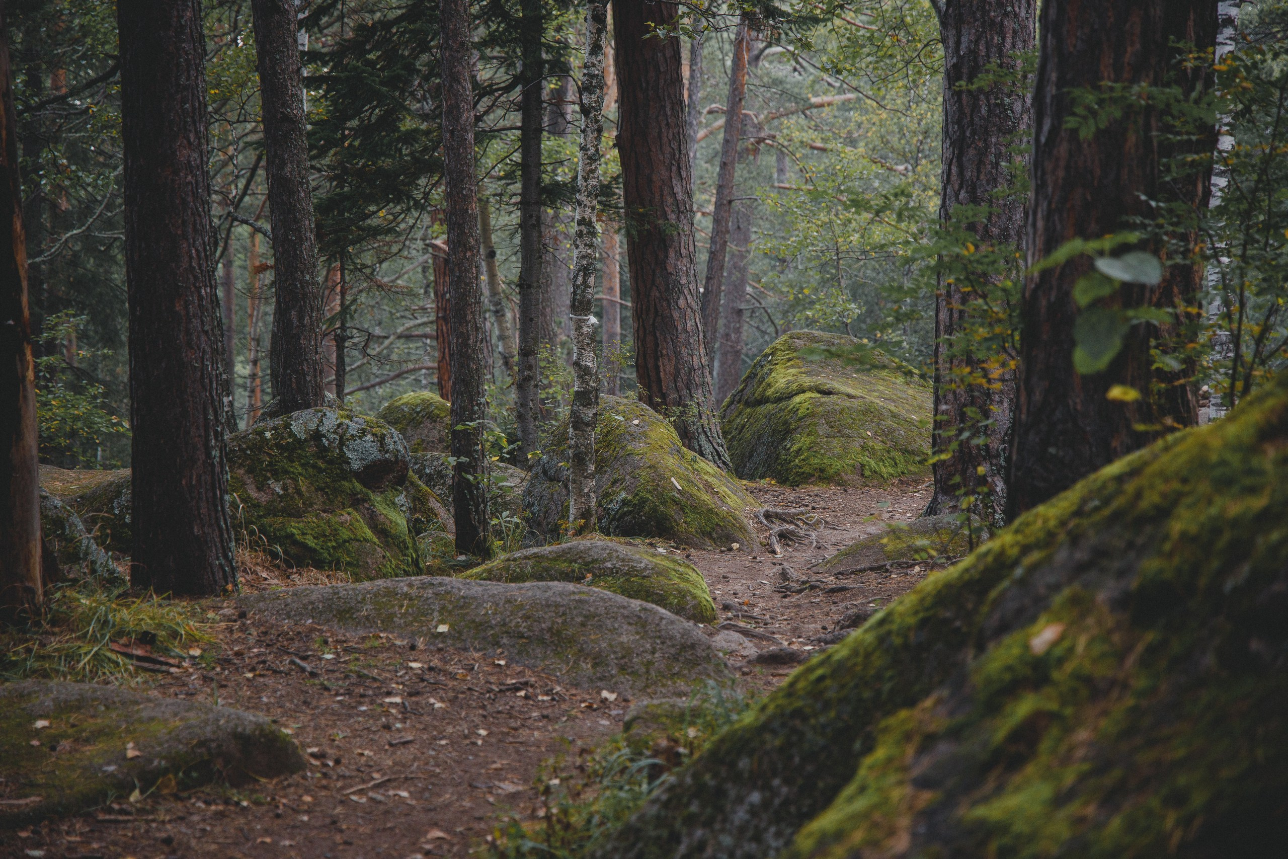 Красноярские Столбы. Фотограф в Красноярске Нерозя Александр. Пейзаж, природа, портрет
