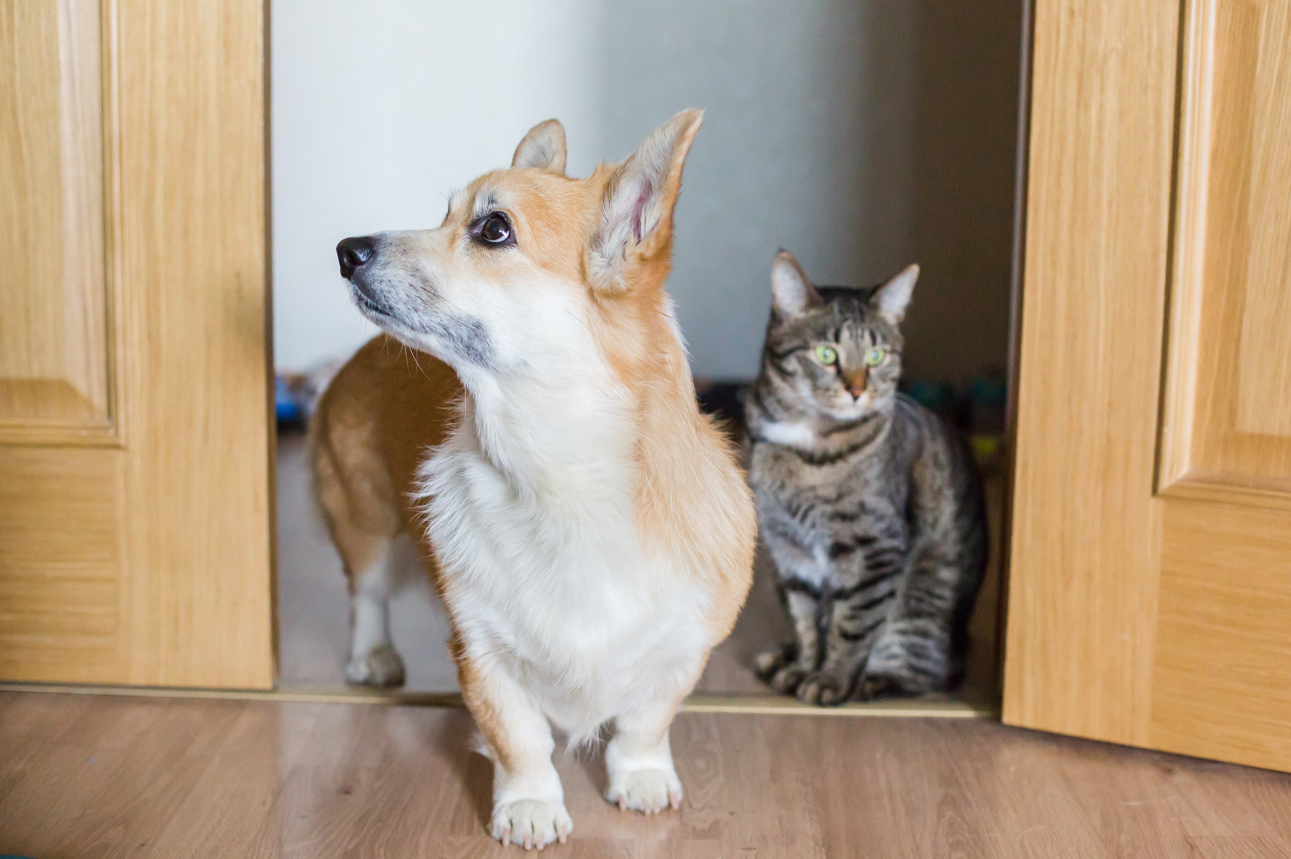 В гостях у бабушки. Репортажный, семейный и детский фотограф в Пензе и Заречном Арина Ермилова. Картины барельеф на заказ
