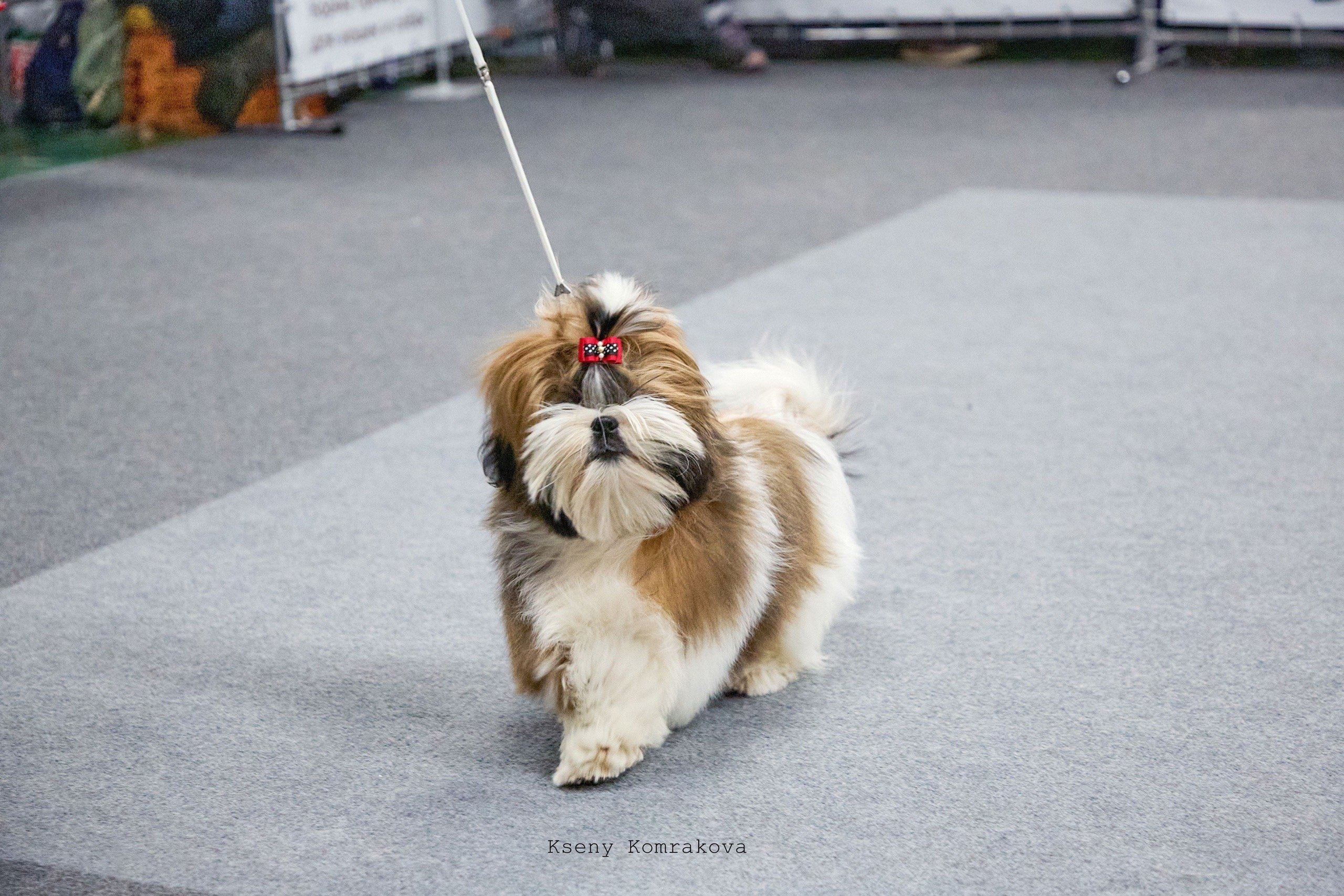 Съемка собак. Анималистика. Репортаж. Индивидуальная съемка