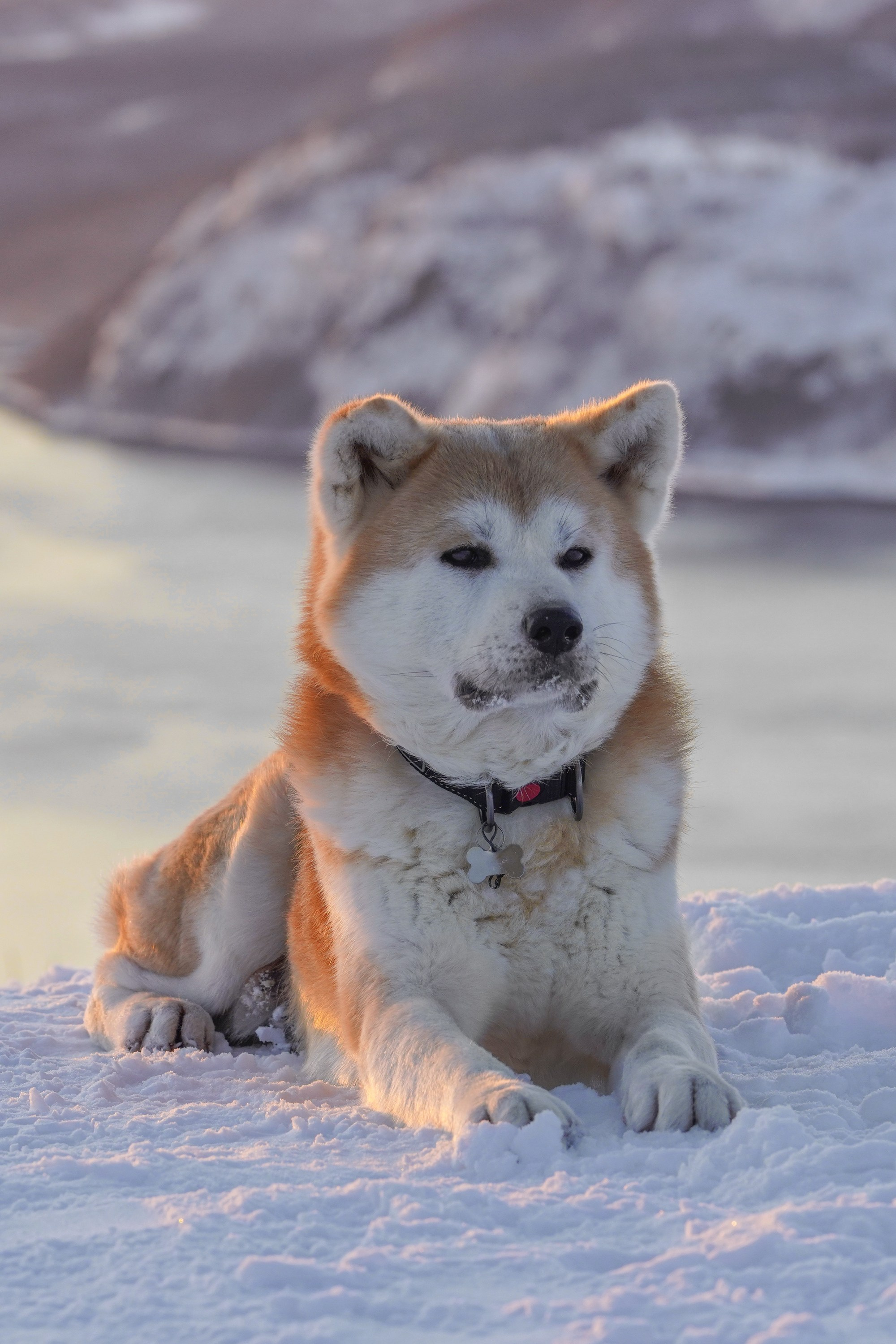 Природа и животные. Творческий фотограф Ирина Баландина.  Санкт-Петербург, Мурманск