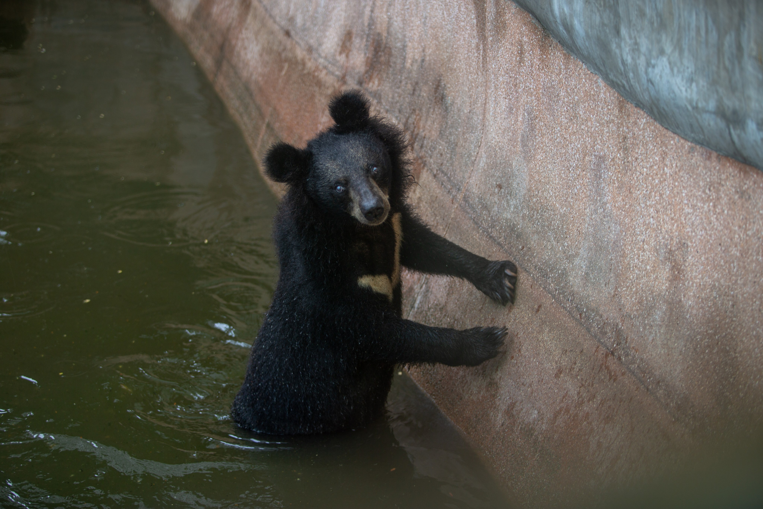 Samut Prakan Crocodile Farm & Zoo. Photographer Sonkina Tatiana (Tanya Ash)