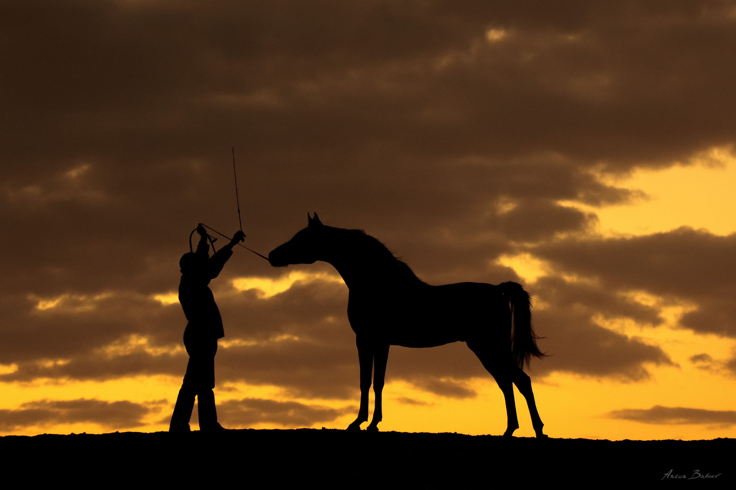 Gallery. Art photos of horses — ARTUR BABOEV | Photographer