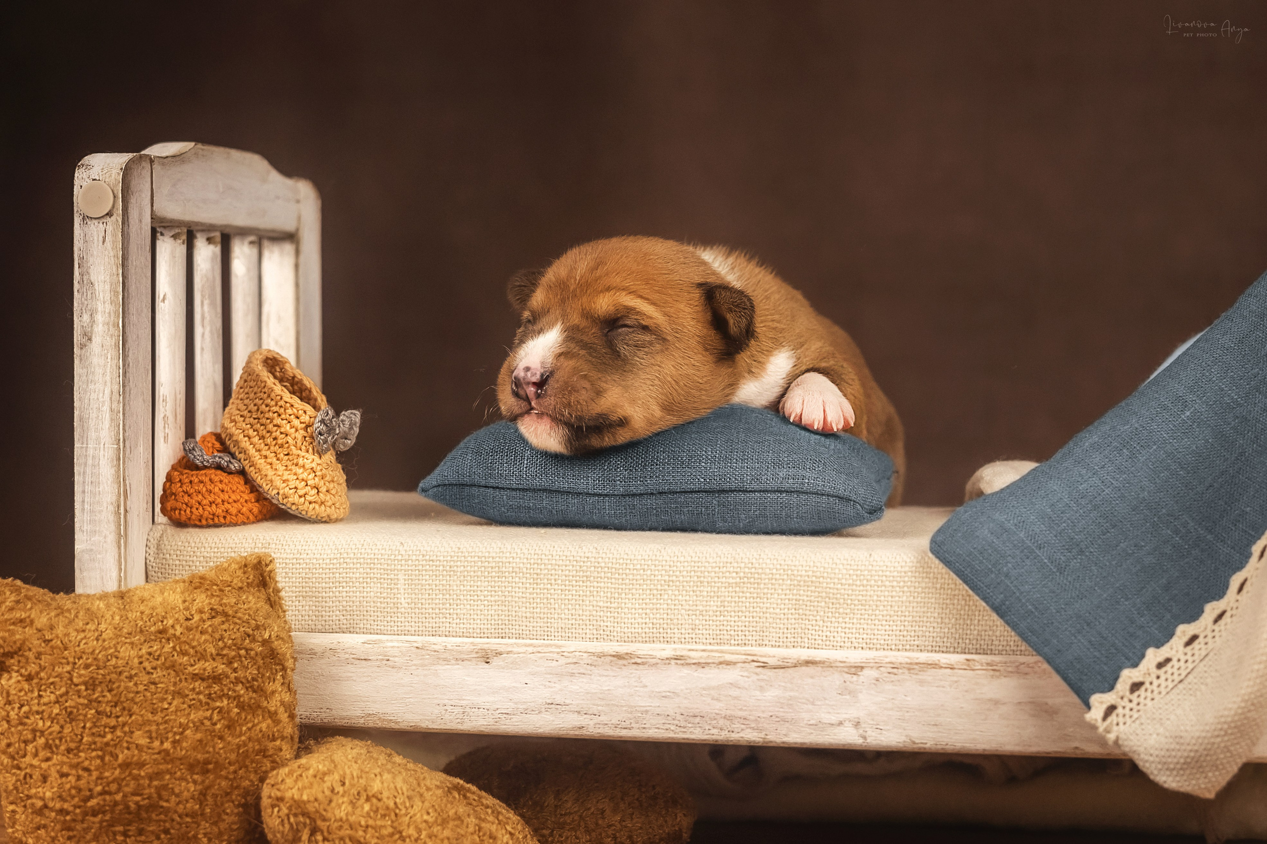 Басеньки. Фотограф анималист Аня Ливанова | Рыбинск