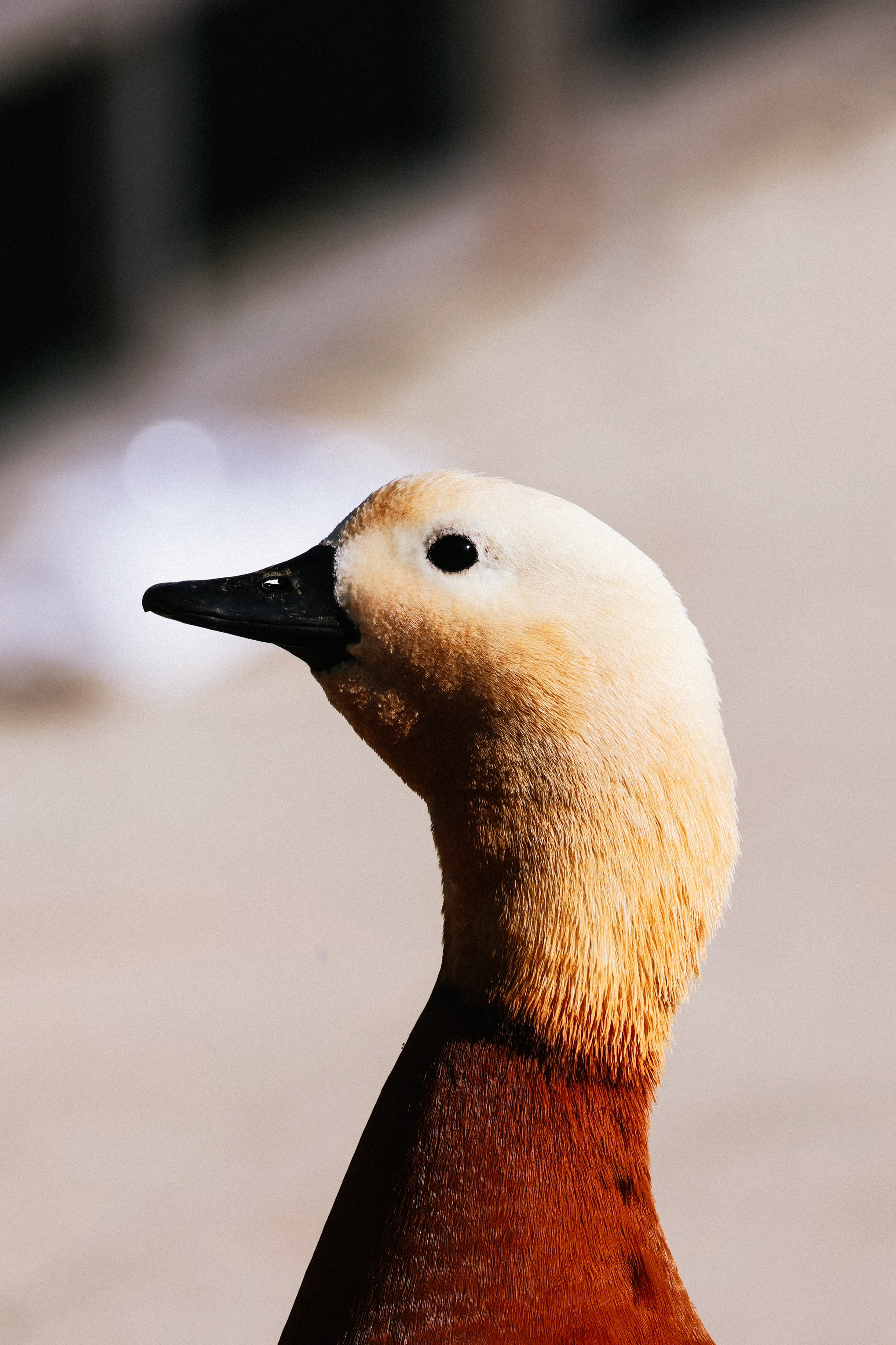 Фотограф Алексей Седойкин