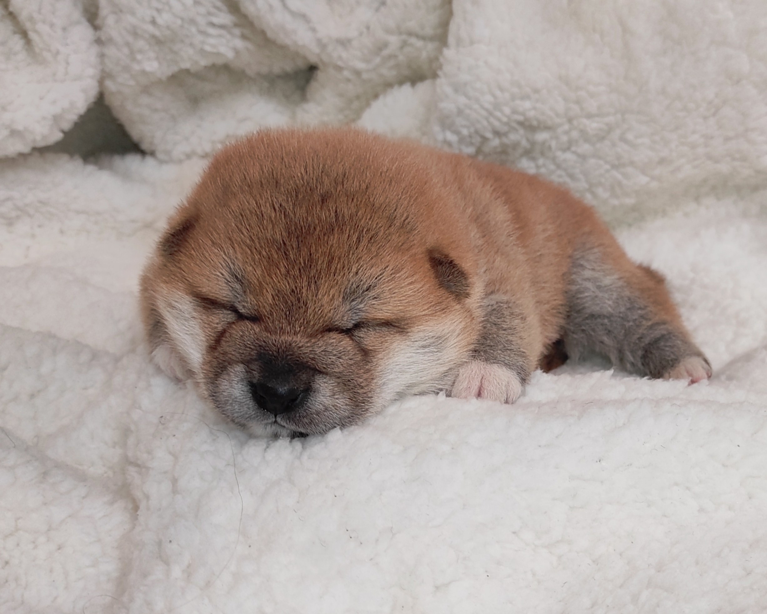 сиба питомник Рубилайт щенки на продажу rubylight  сиба щенки купить СПб Санкт-Петербург 