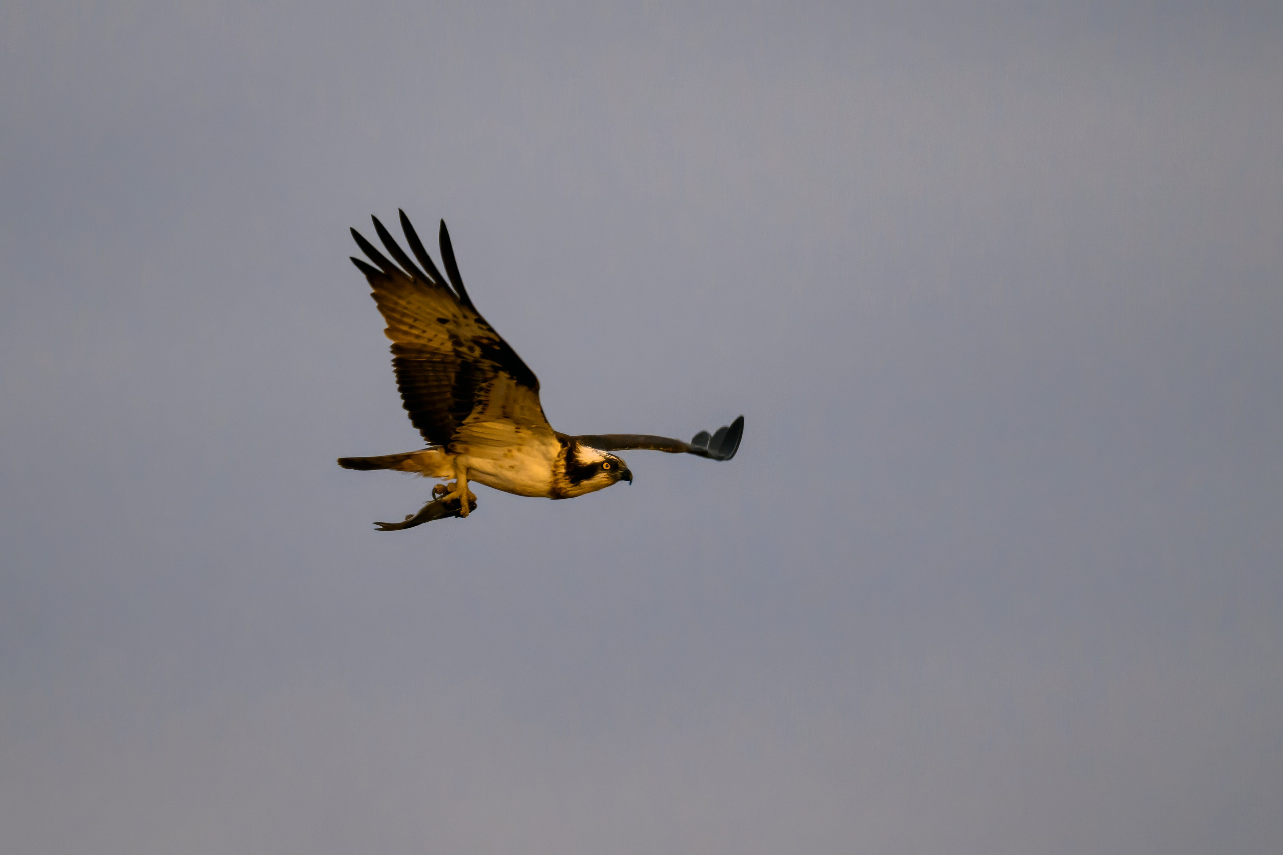 Дуплет скопы. Wildlife photography by Sergey Puponin