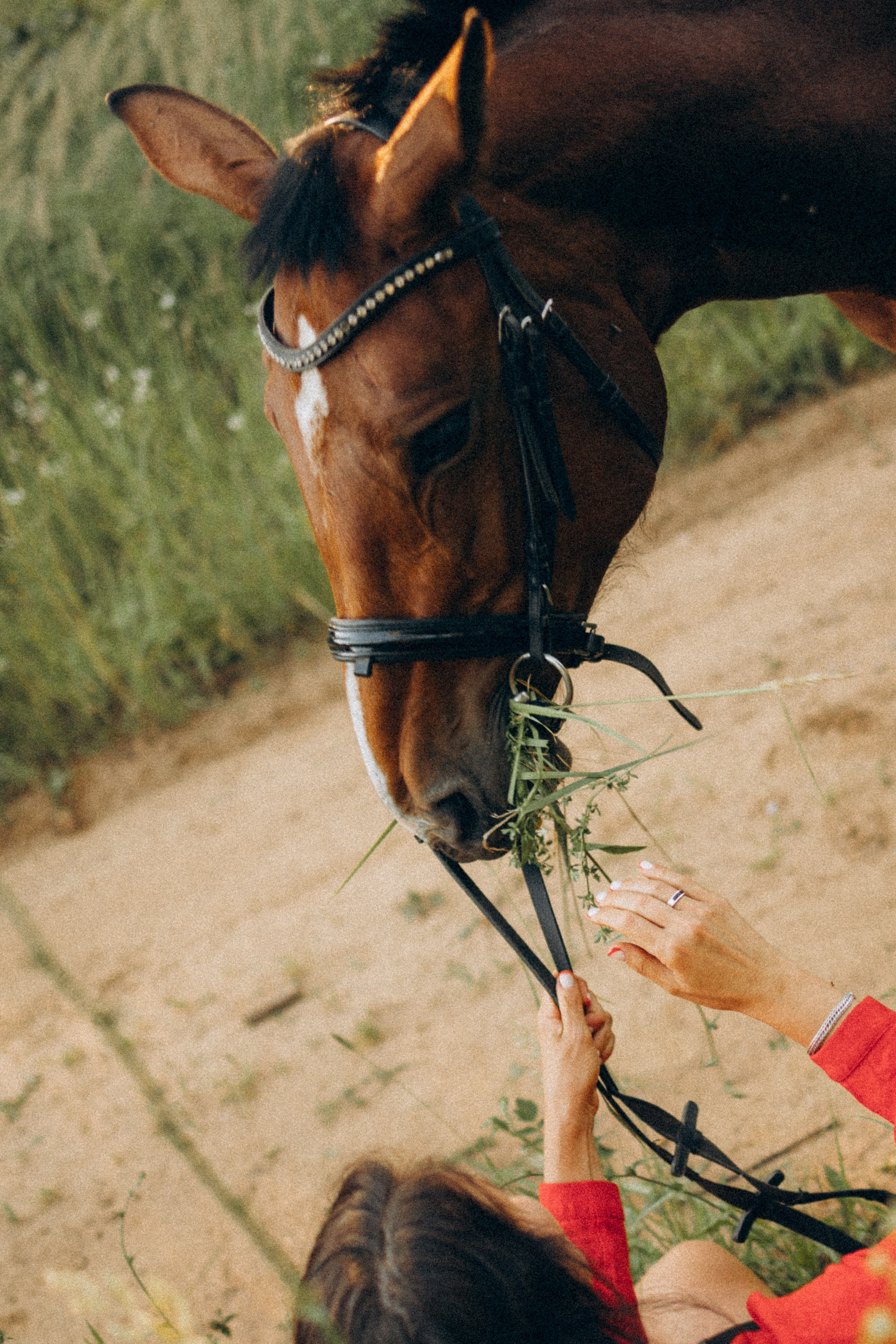 А в деревни лошади. Фотограф Москва Светлана Кирюшина