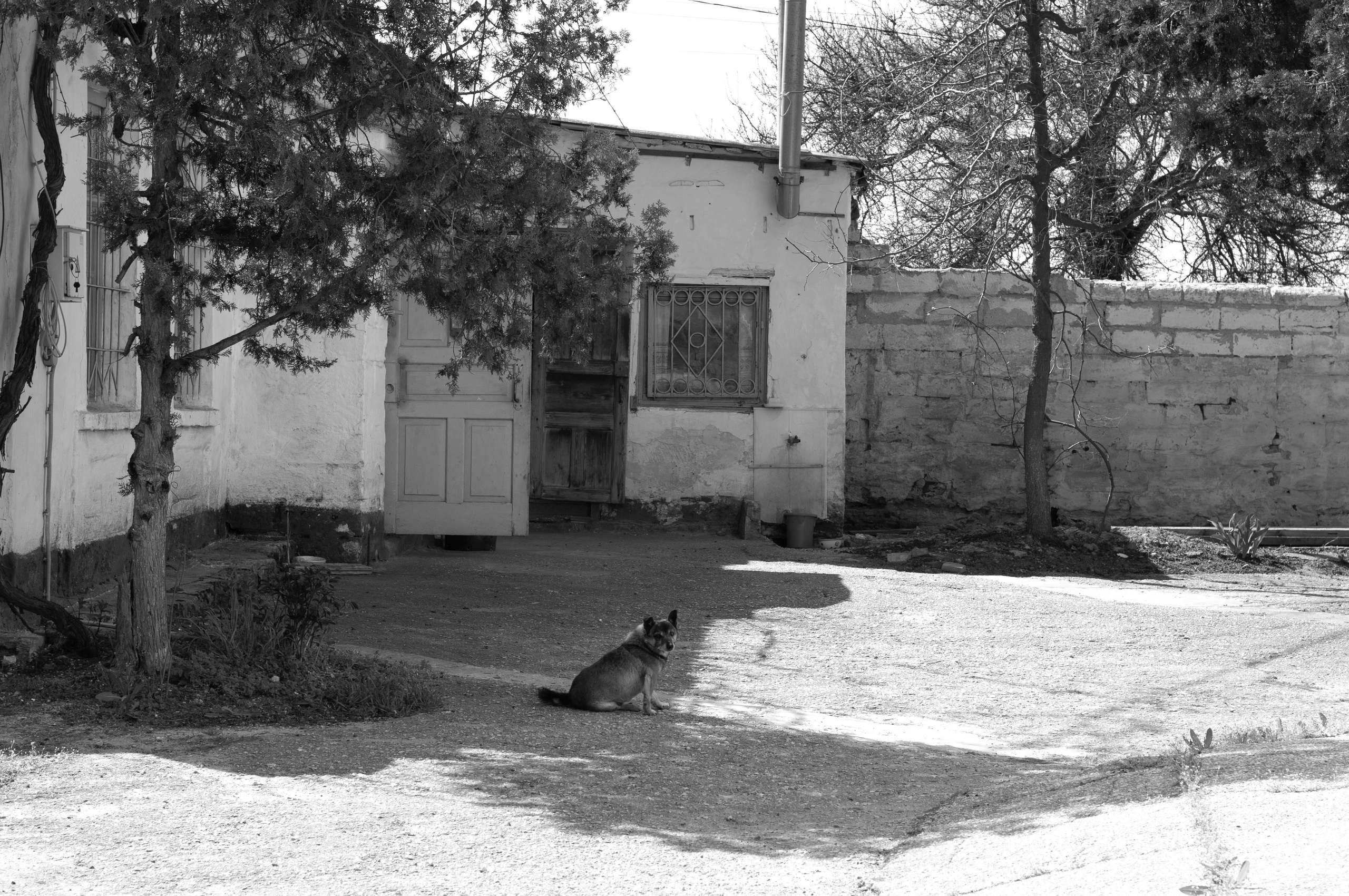 Для души. Сейчас вылетит ПТИЧКА! Фотосессии в Керчи