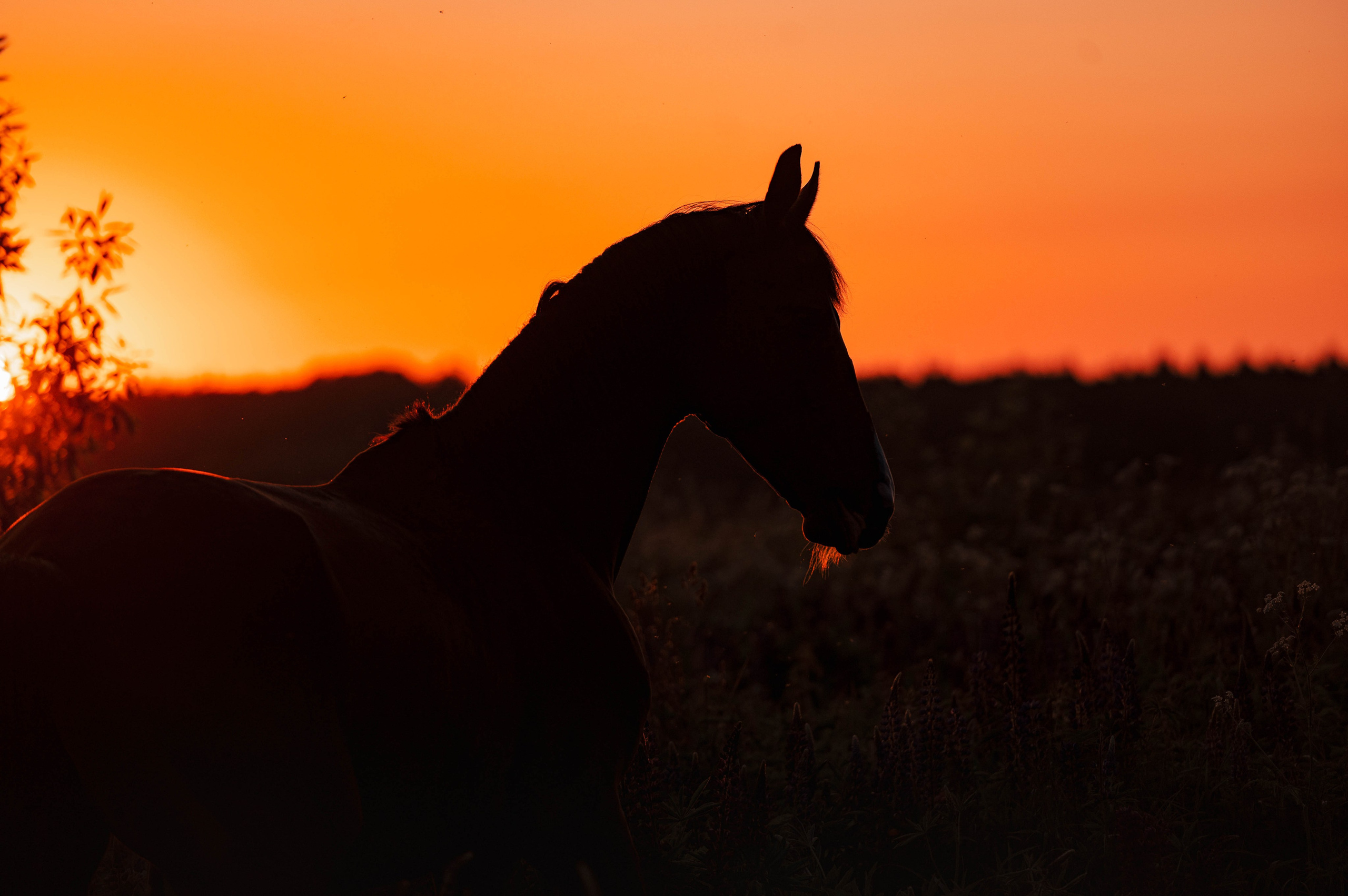 Ивори в закатных полях. Фотограф-анималист