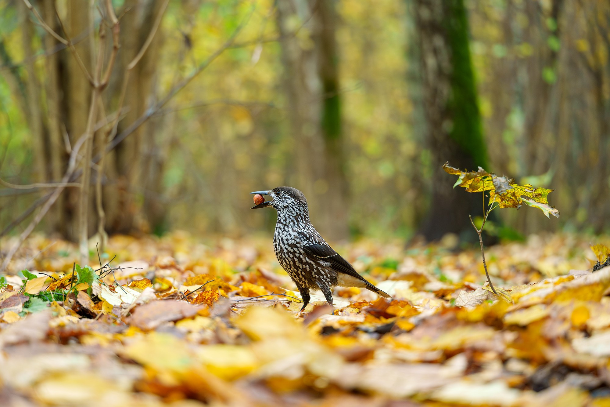 Удивительные мир птиц. Вокруг нас столько прекрасного — присмотритесь!. Ваш личный фотограф Марина Волкова