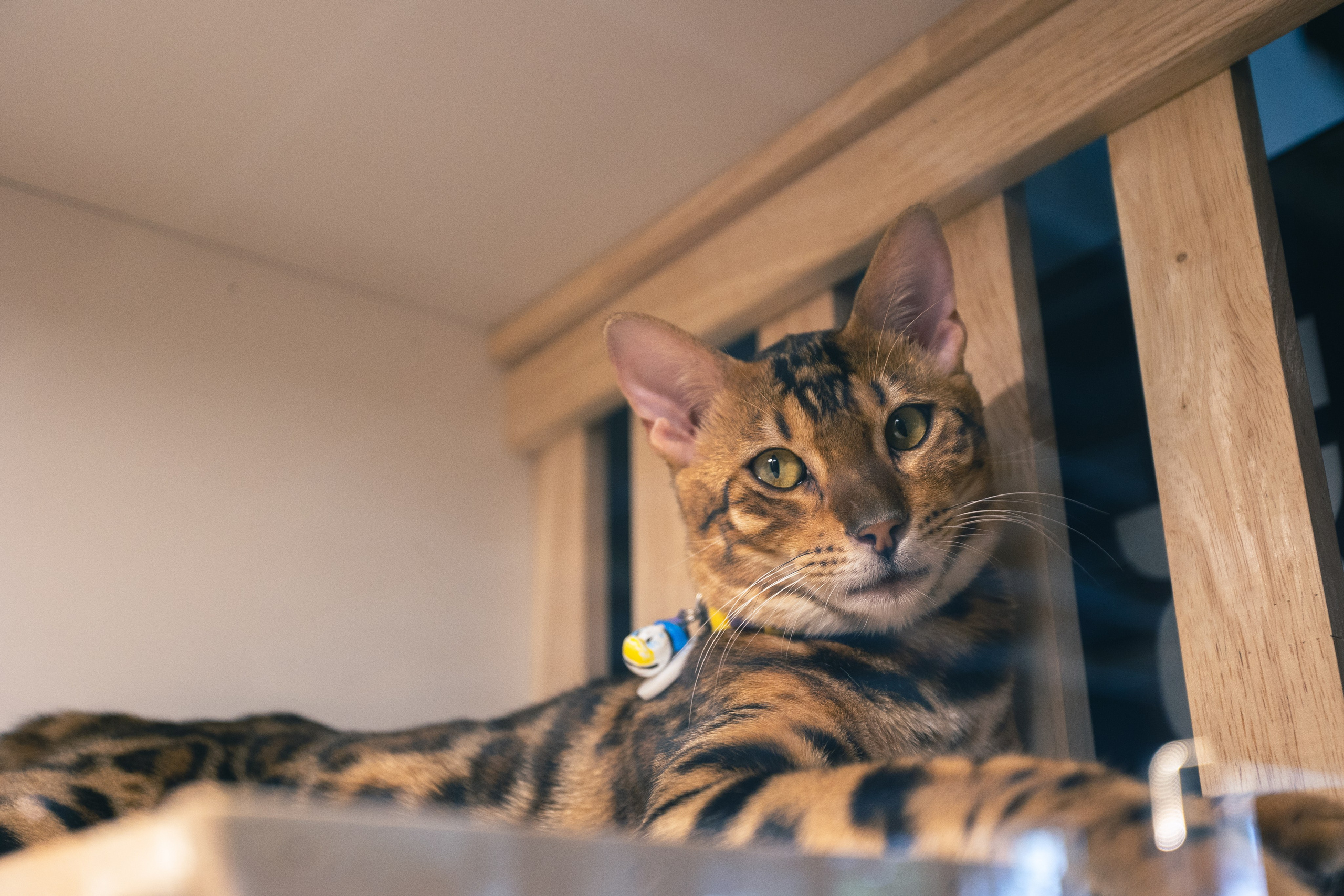 Cazz Cafe. Фотограф Сонкина Татьяна