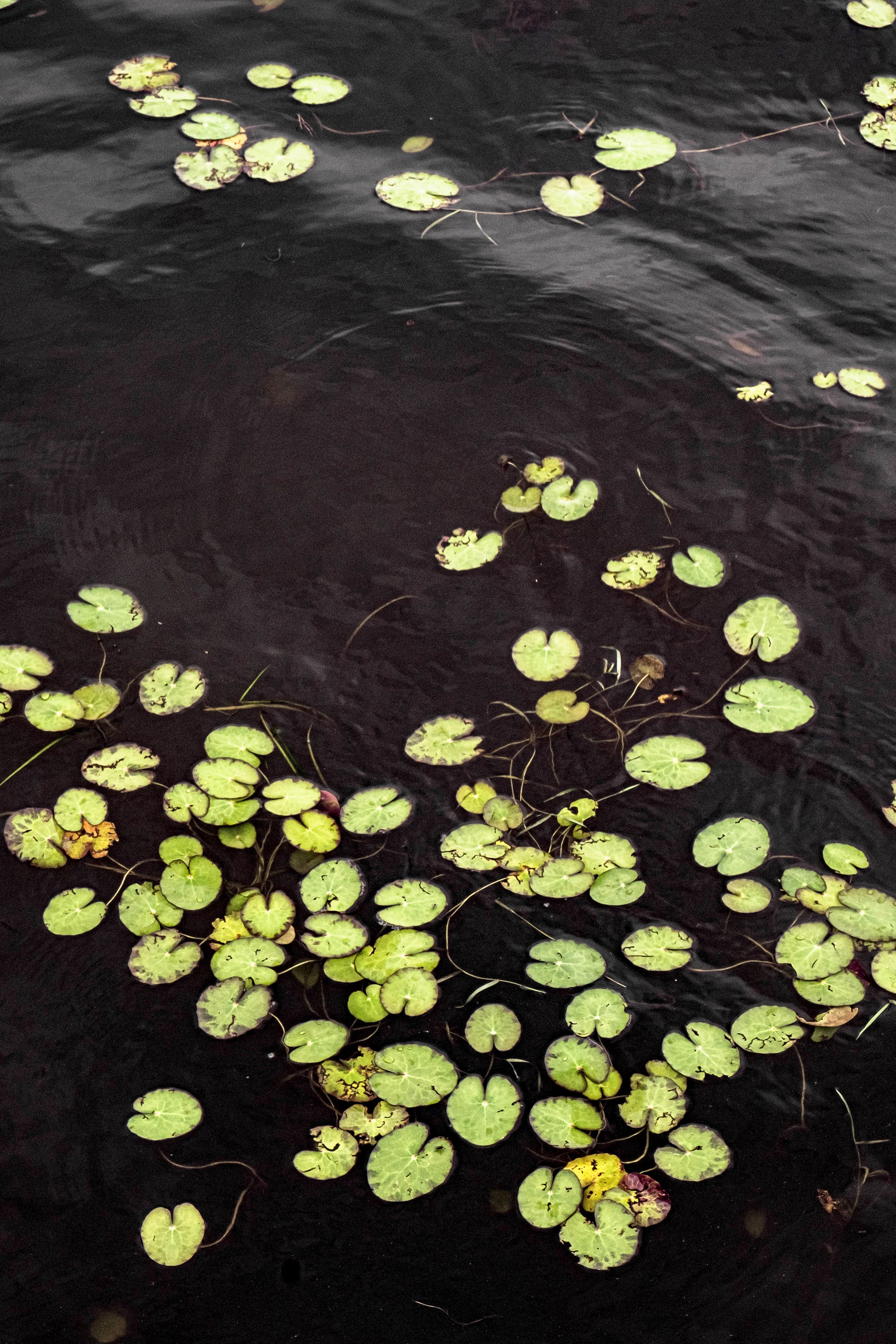 Total black. Свадебный и семейный фотограф в Новосибирске, Санкт-Петербурге, Москве