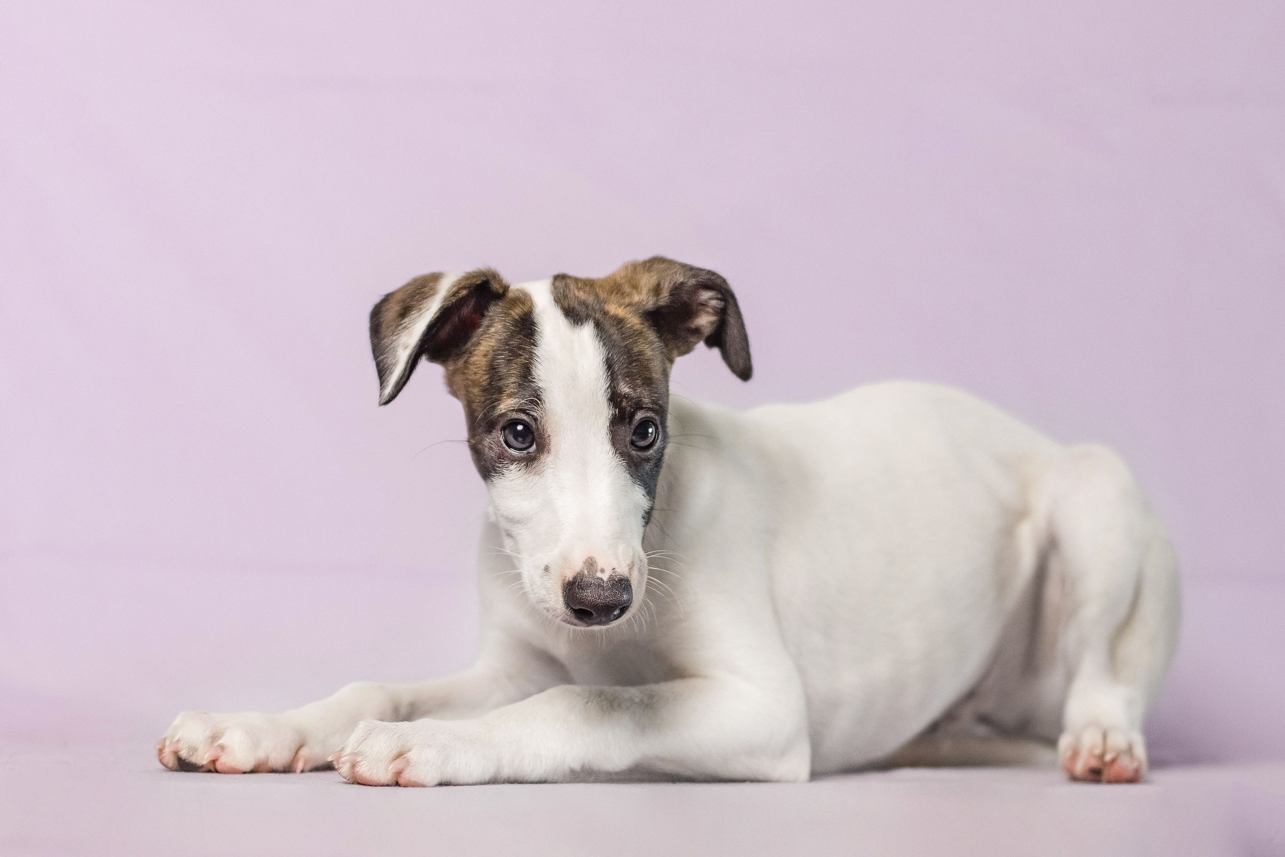 Уиппеты. Фотограф собак, анималист в Москве Кира Яковлева