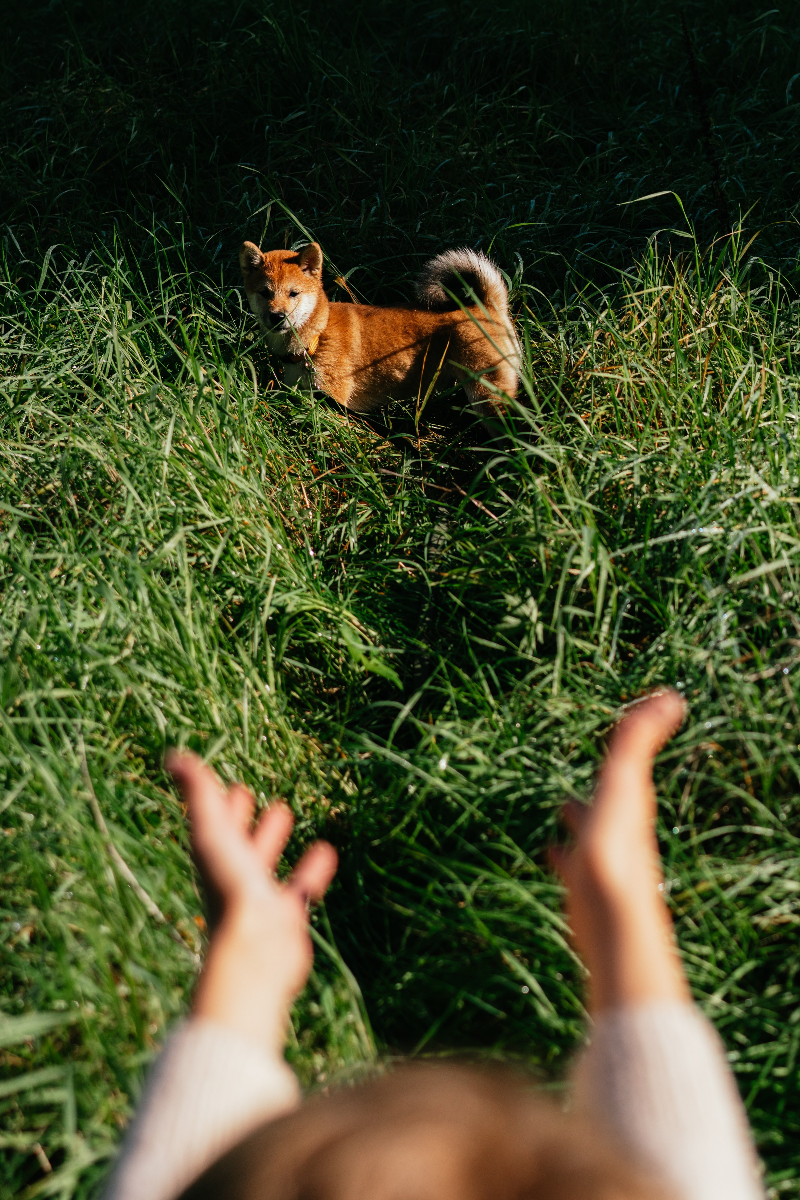 Любимые питомцы. Живые снимки! Фотограф Даша Бендер