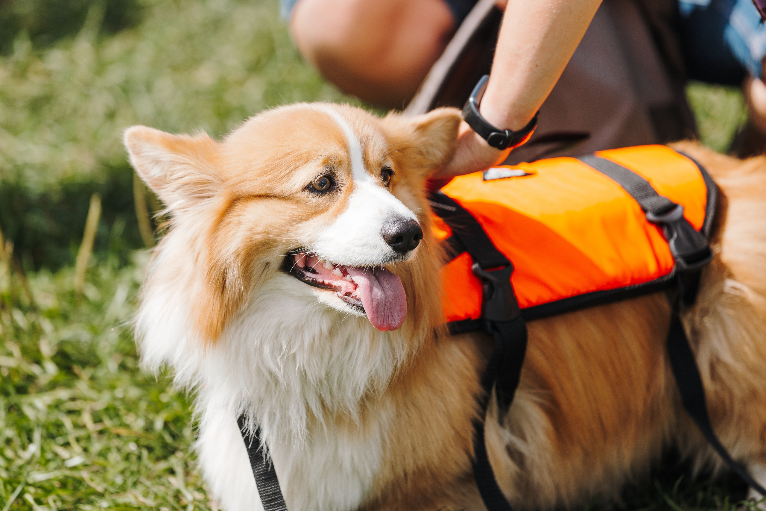 Petshop Sup day. Фотограф анималист Кристина Карпова, Москва