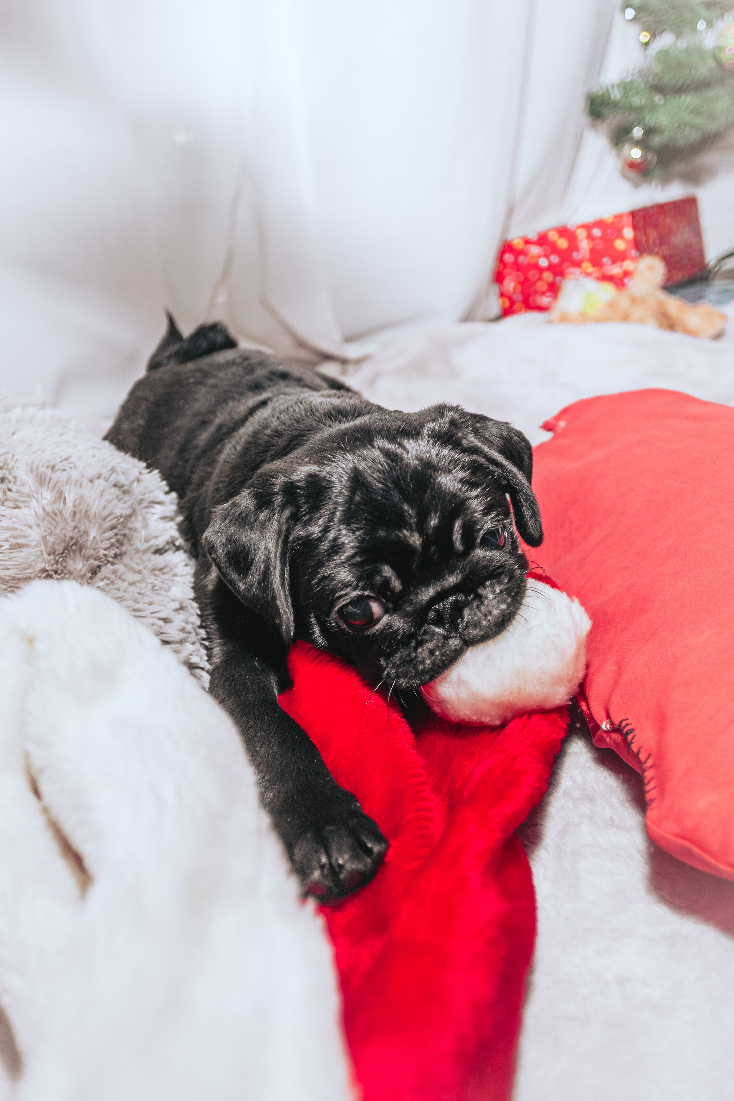 Домашняя фотосессия Оли и двух ее мопсов. Фотограф-анималист Татьяна Степанова