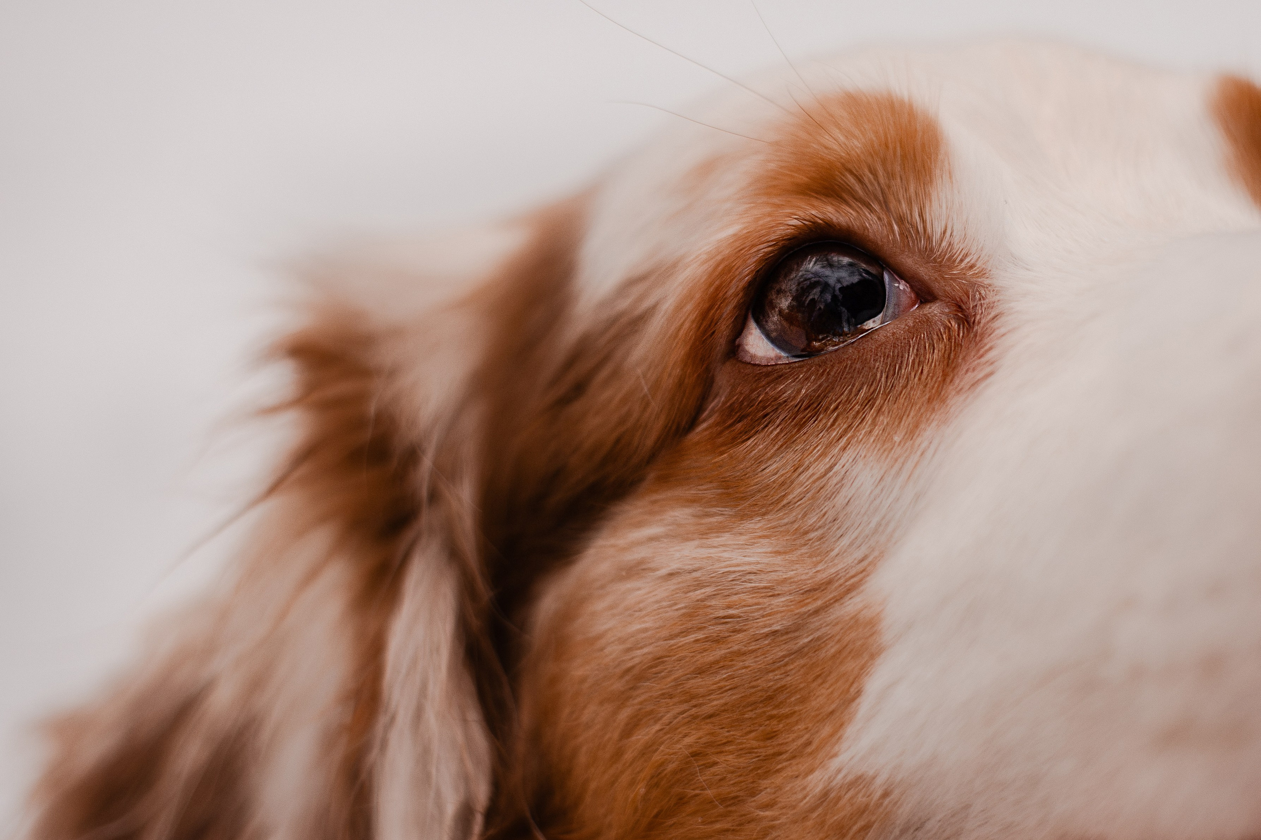 Юля и Ума. Фотограф-анималист Мария Баркевич | Москва