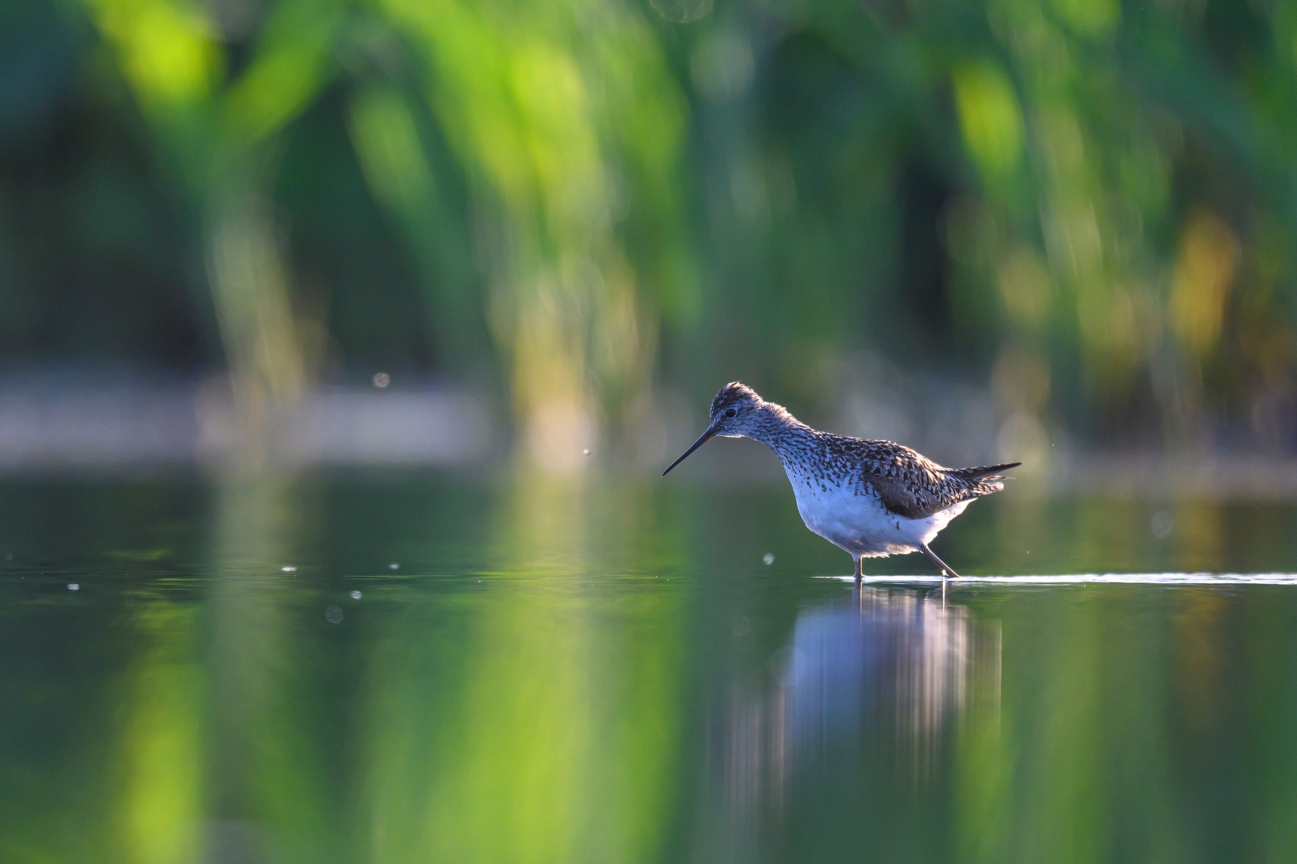 Птенец трясогузки, поручейник и фифи. Wildlife photography by Sergey Puponin