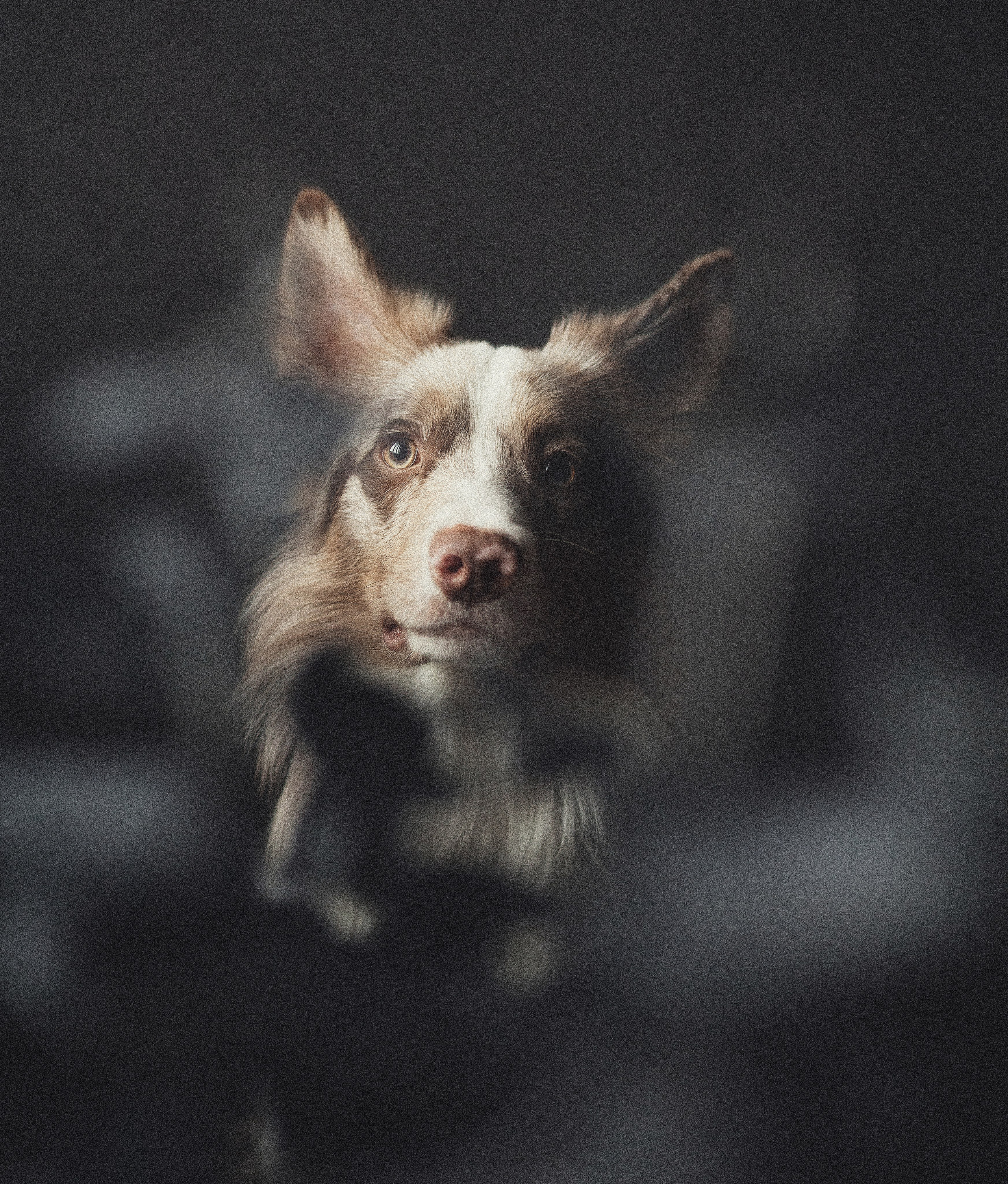 Портфолио. Фотограф-анималист в Екатеринбурге Марина Шишкина