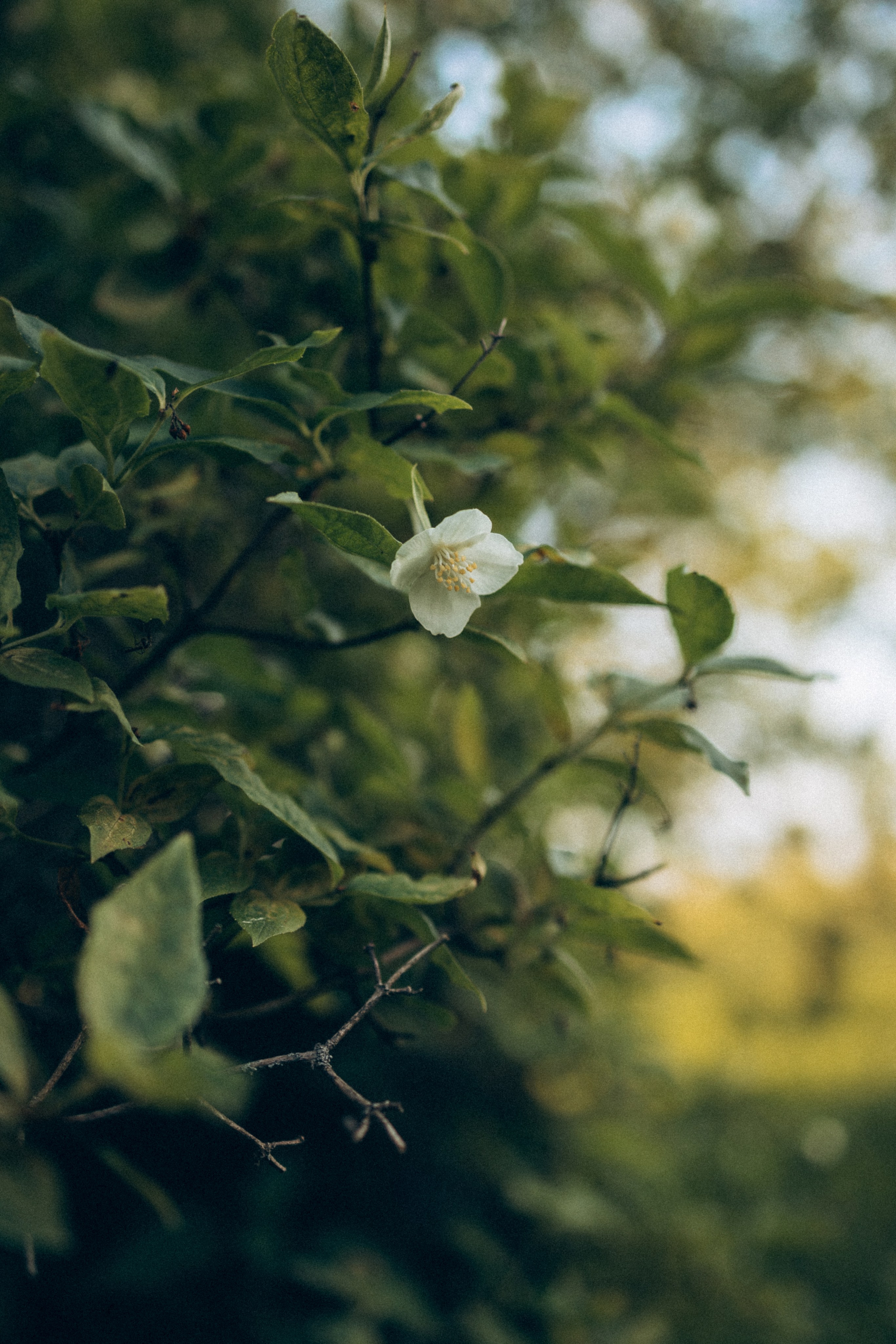 Оля, Ксюша и Юля. Фотограф Елена Рябцева
