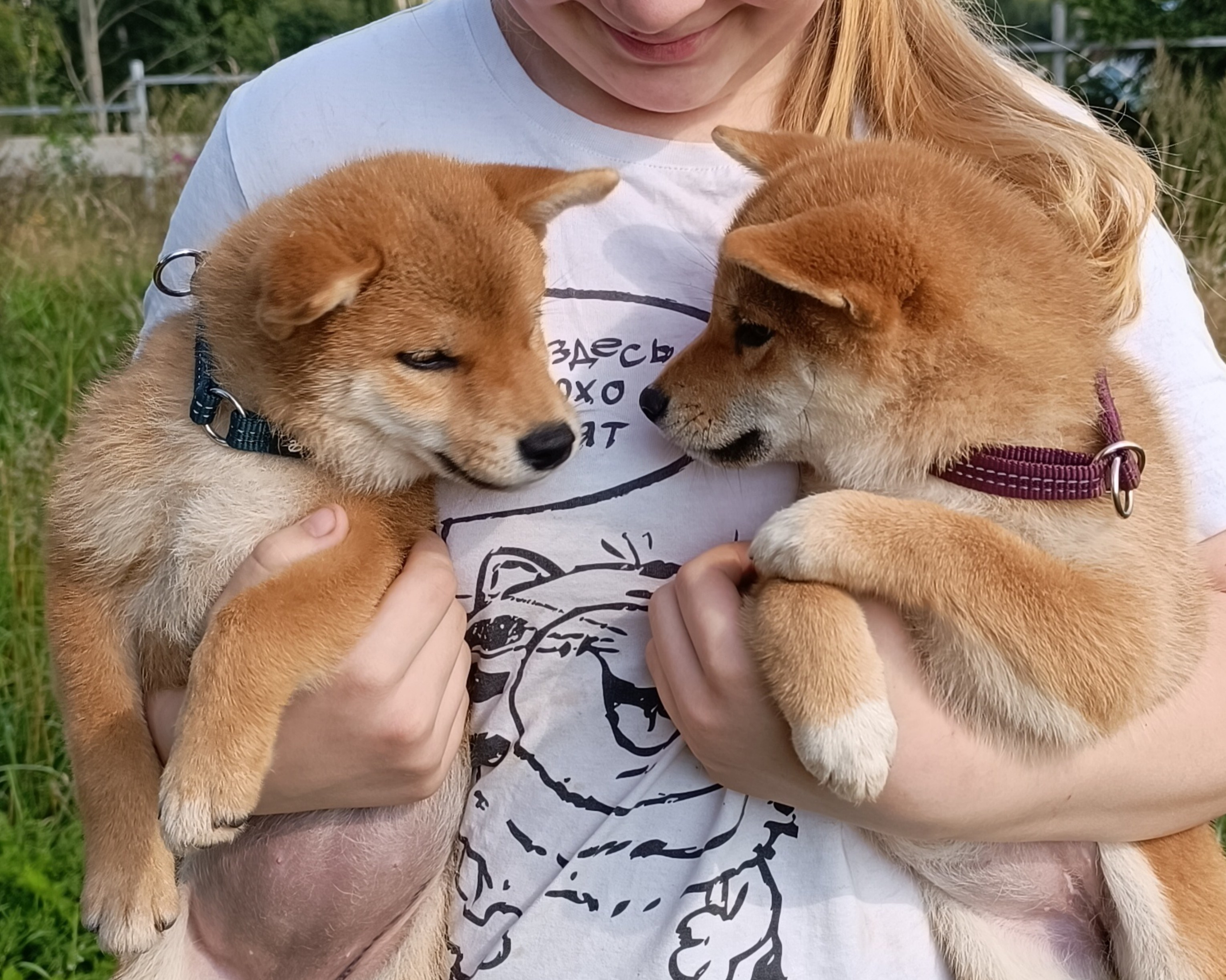 сиба питомник Рубилайт щенки на продажу rubylight  сиба щенки купить СПб Санкт-Петербург 