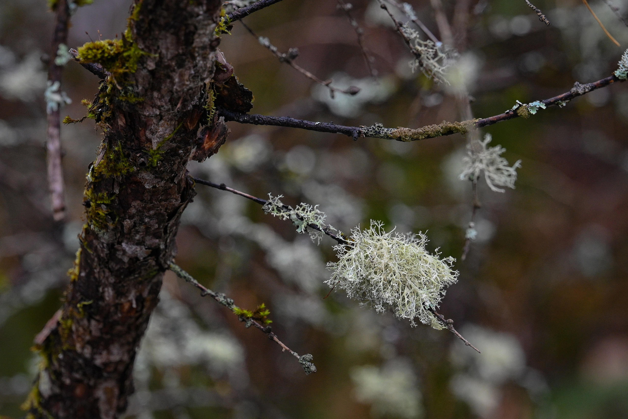 Осень. FotoGraf