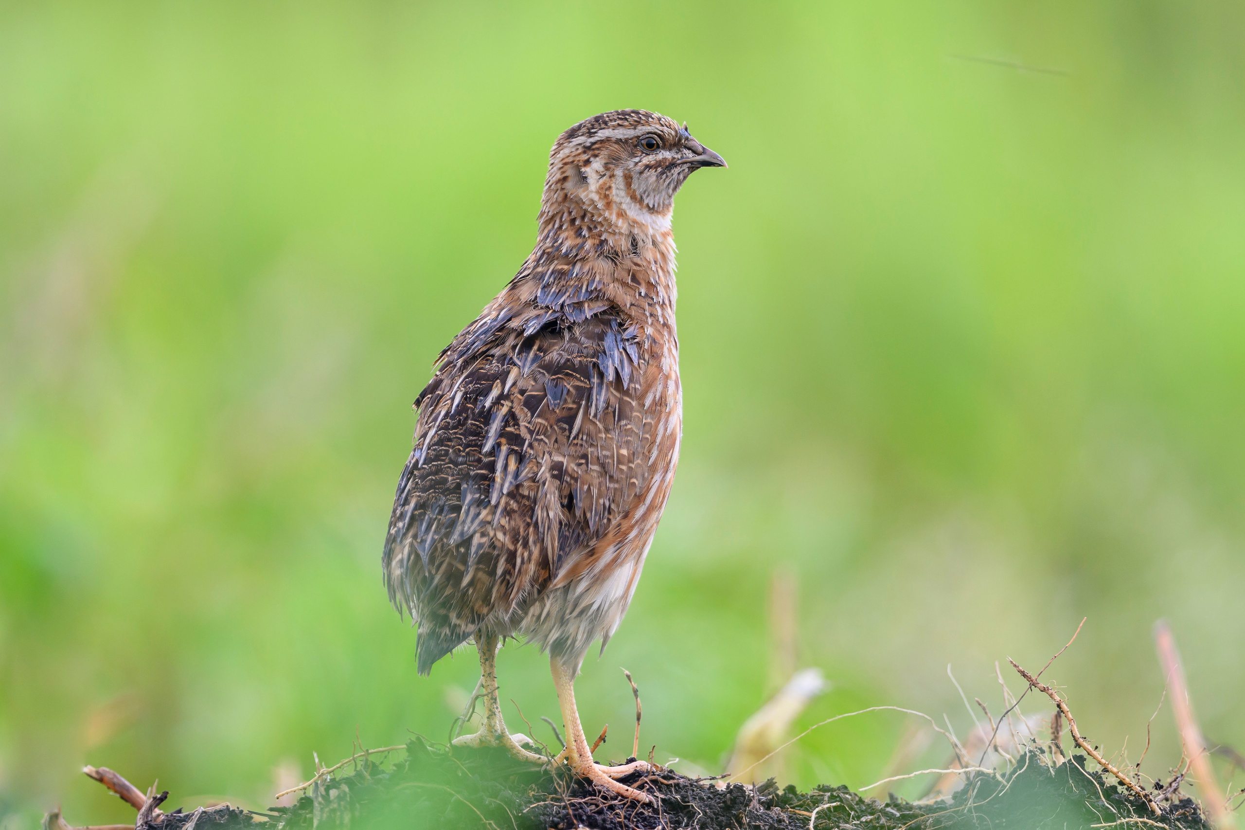 Перепела, часть III. Wildlife photography by Sergey Puponin