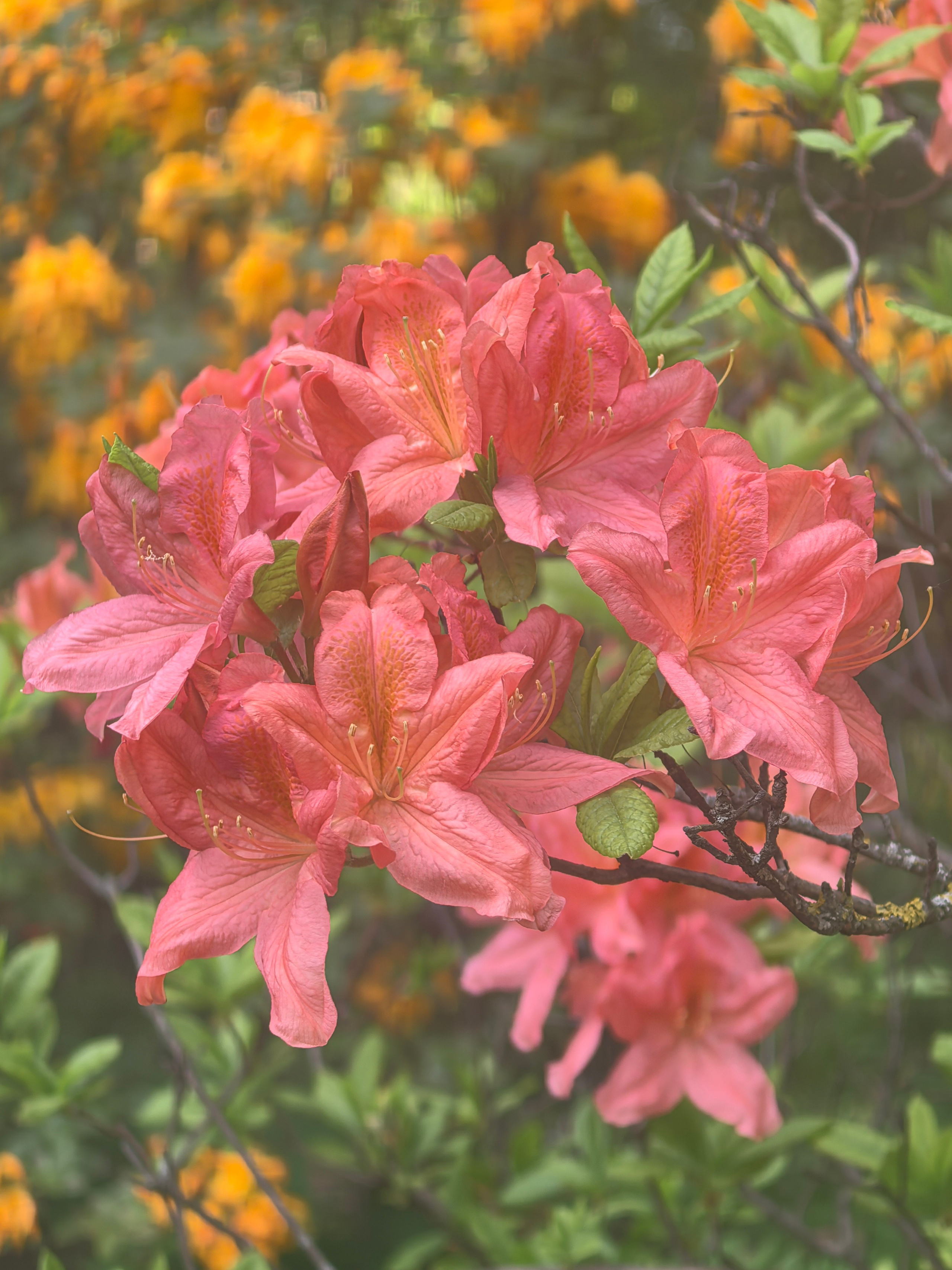 Чудесная природа. Школьные выпускные альбомы в Москве Марина Николаева