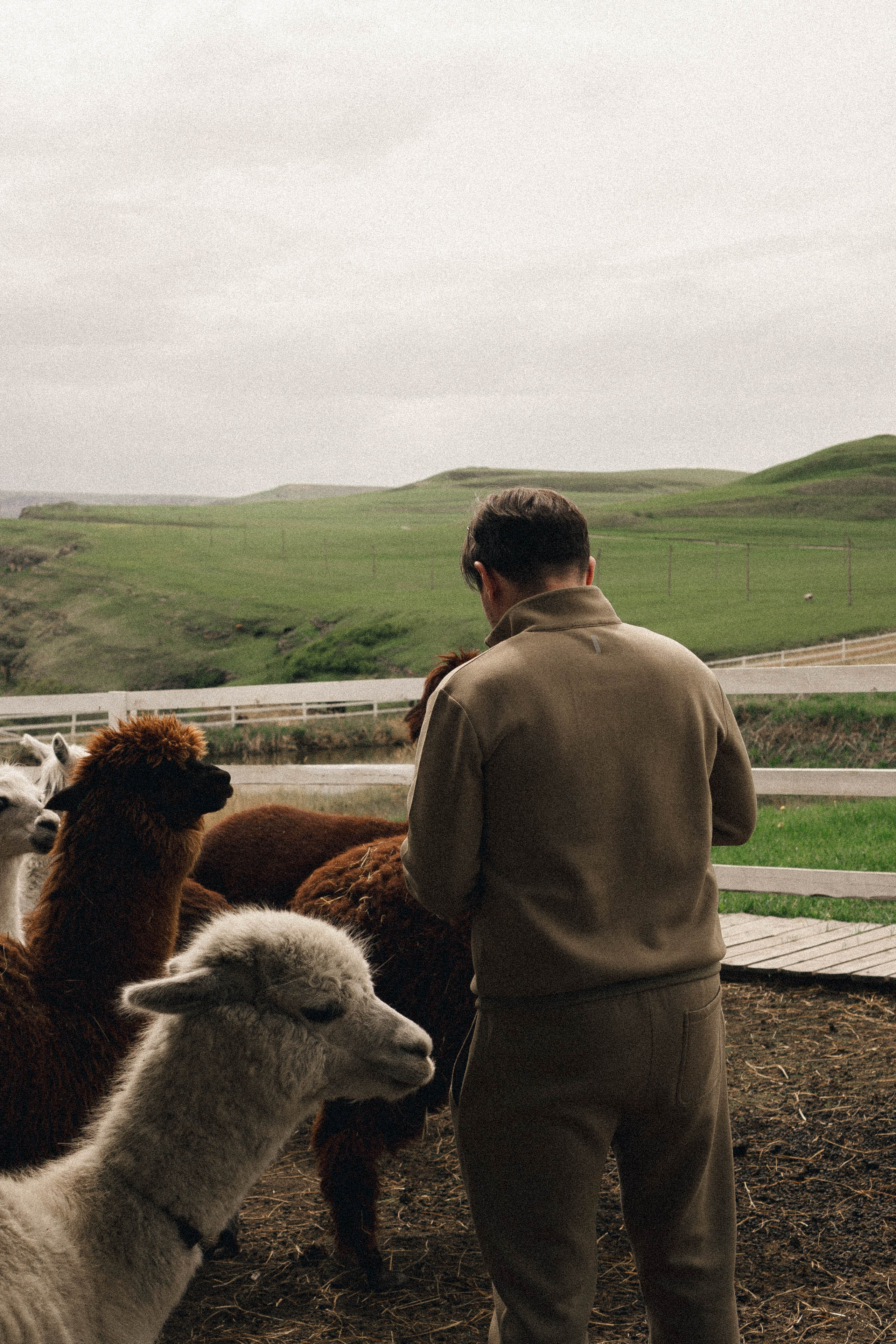Ферма Альпак. Профессиональный фотограф, Санкт-Петербург — Виктория Богомолова