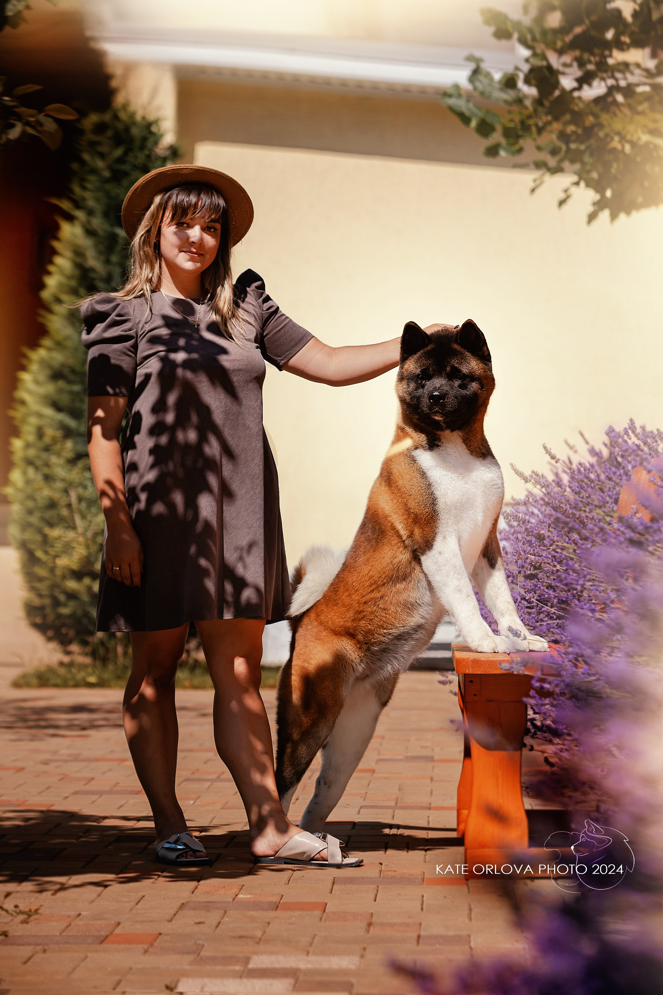 Фотосъемка собак, щенков, на выставках, фотограф анималист Россия воронеж. Питомник собак Акита, Хаски, Корги