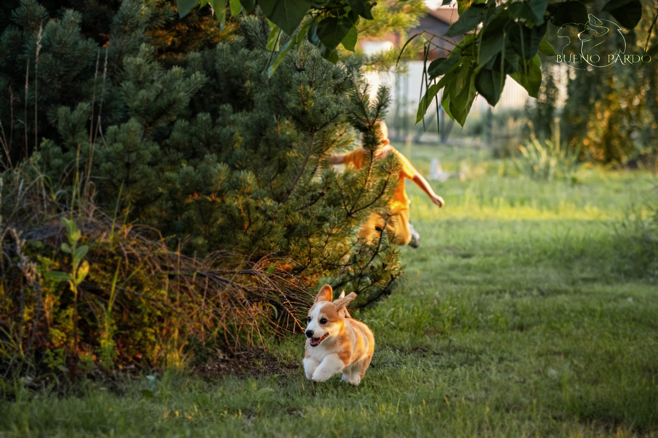 Щенки вельш корги пемброк из питомника. Питомник собак Акита, Хаски, Корги