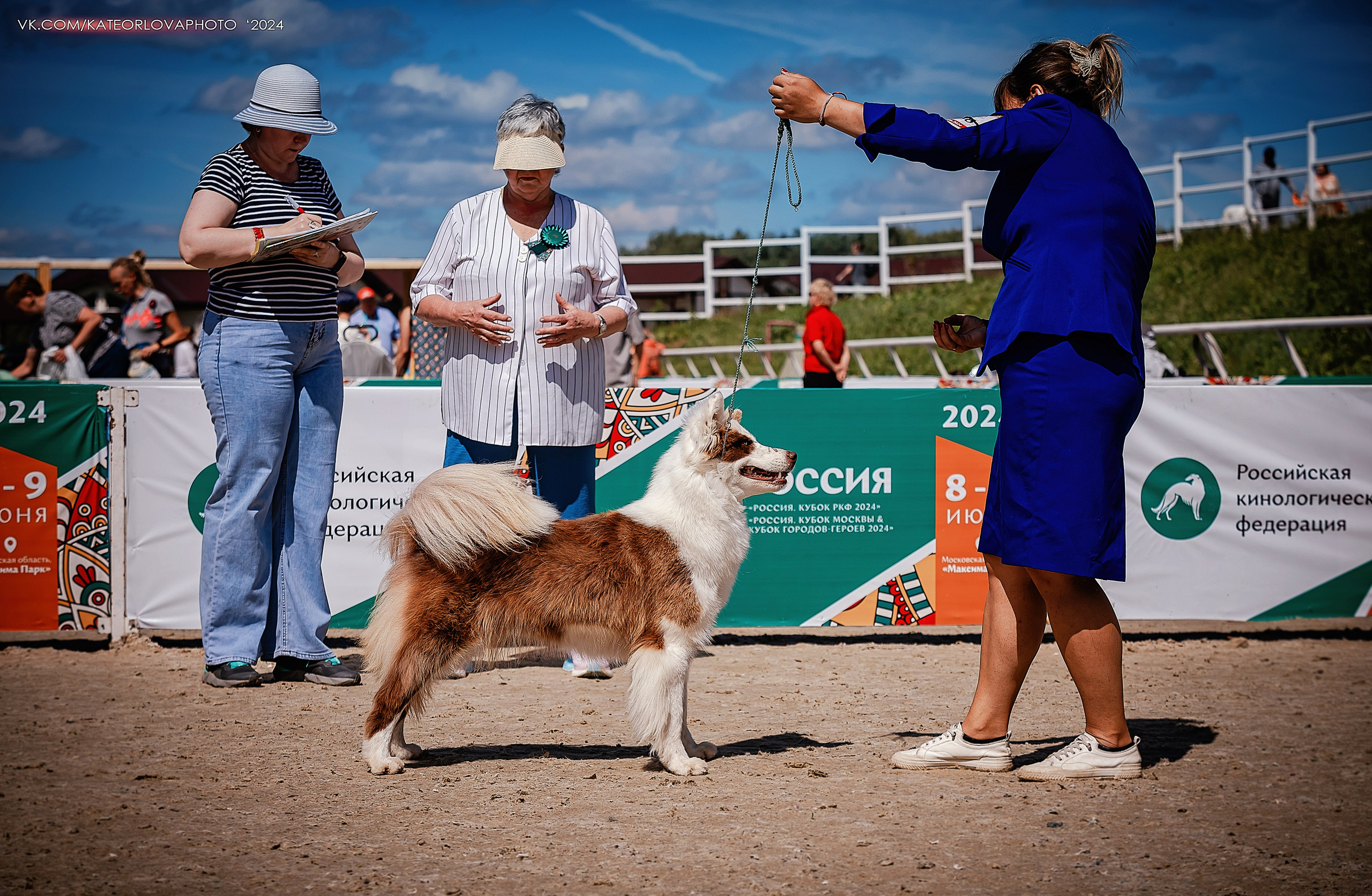 Фотосъемка собак, щенков, на выставках, фотограф анималист Россия воронеж. Питомник собак Акита, Хаски, Корги