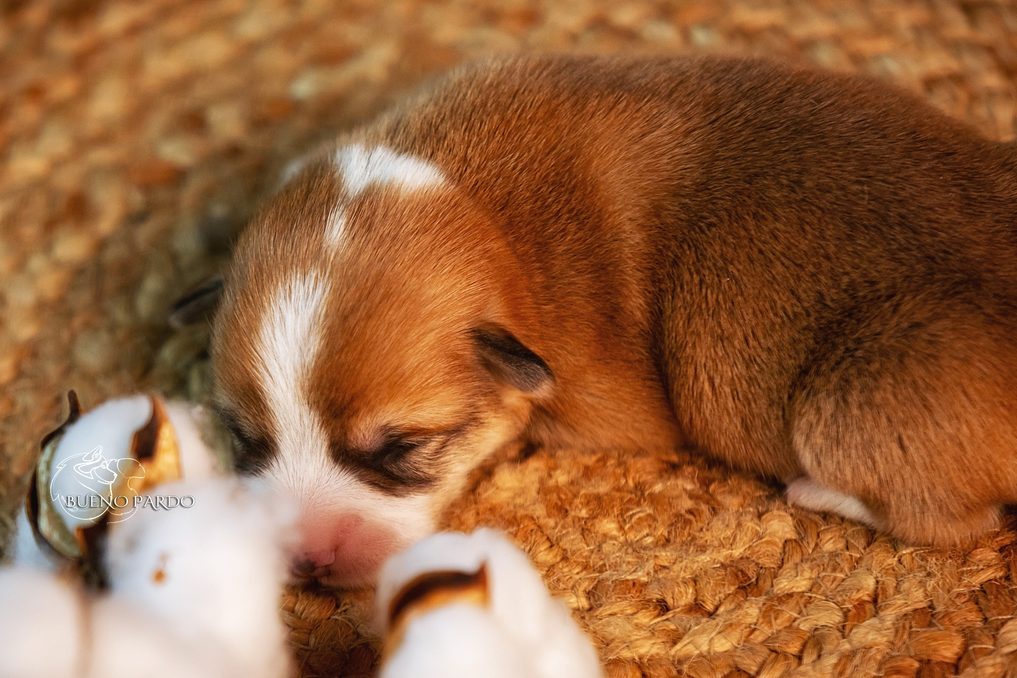 Щенки вельш корги пемброк из питомника. Питомник собак Акита, Хаски, Корги