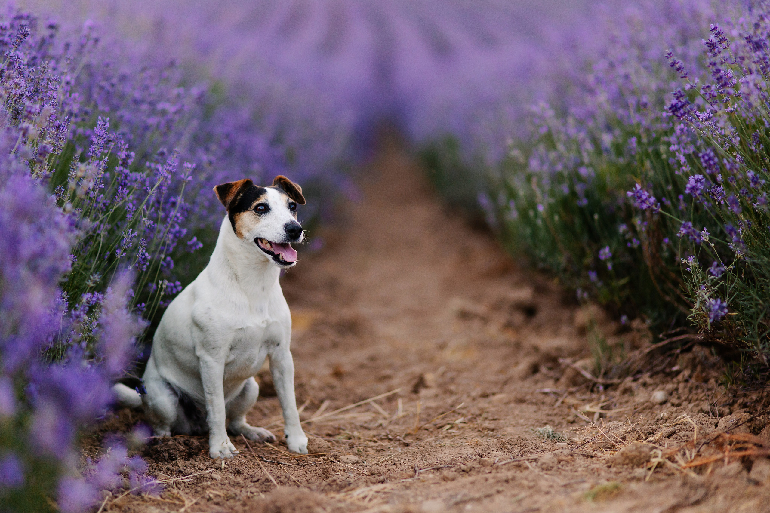 Hundeshooting / Hundefotografie. Семейный фотограф в Мюнхене Даша Антипина