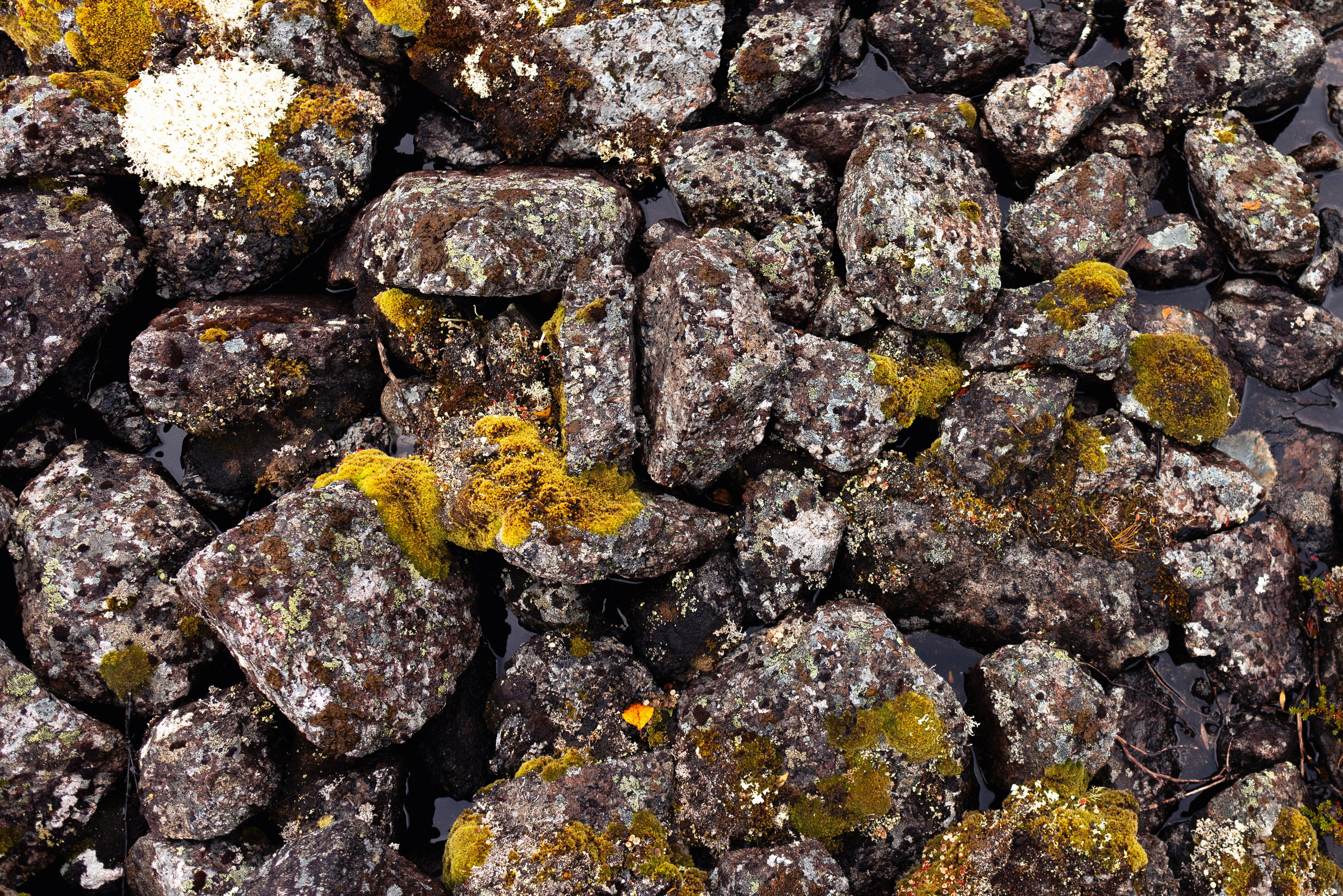 Кольский. Фотограф и видеограф анималист Аганина Дарья